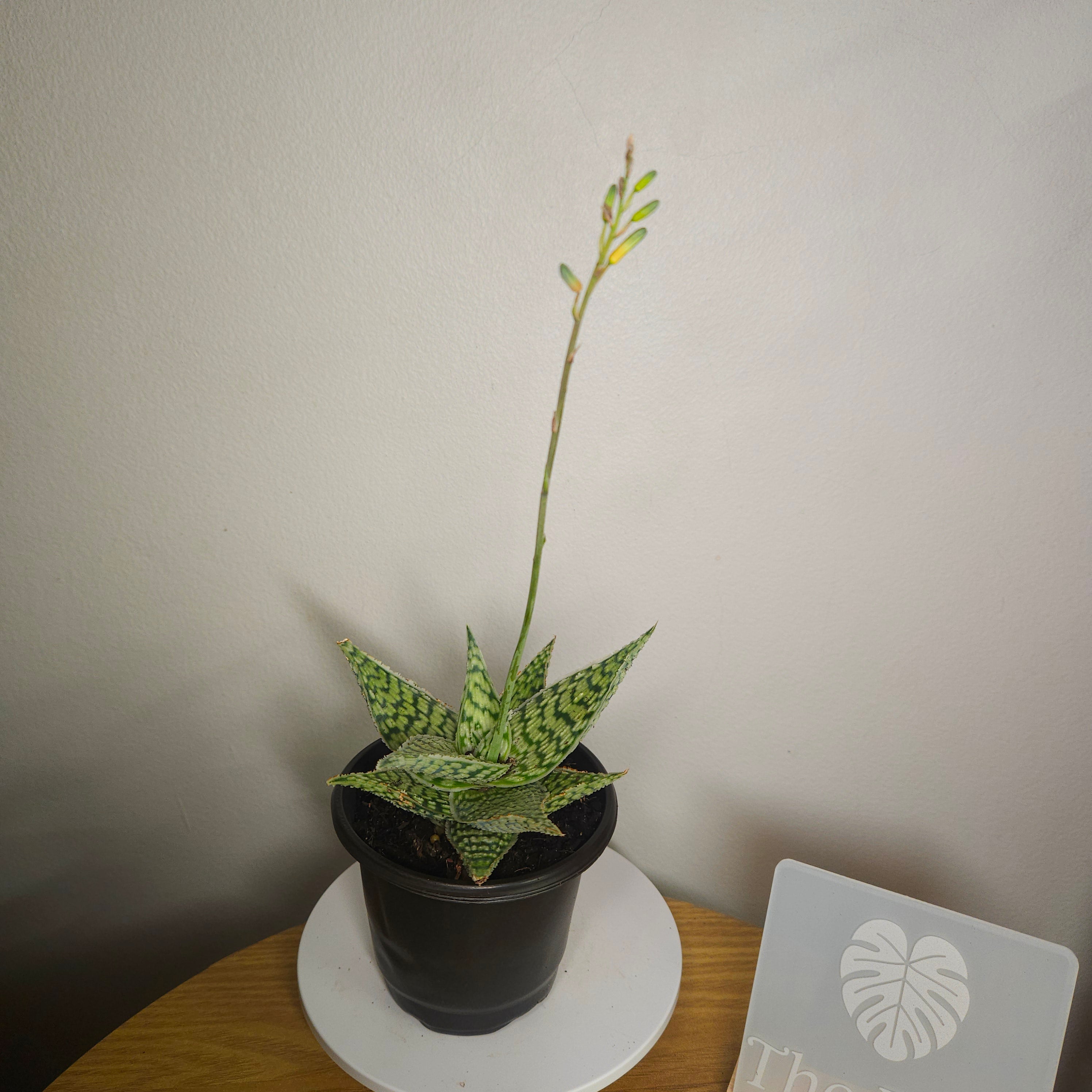 Aloe