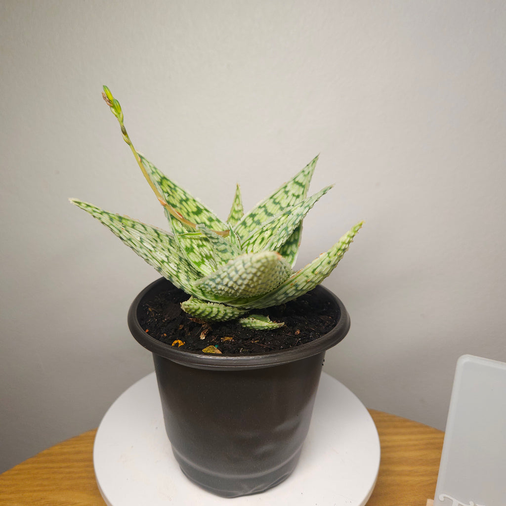 Aloe