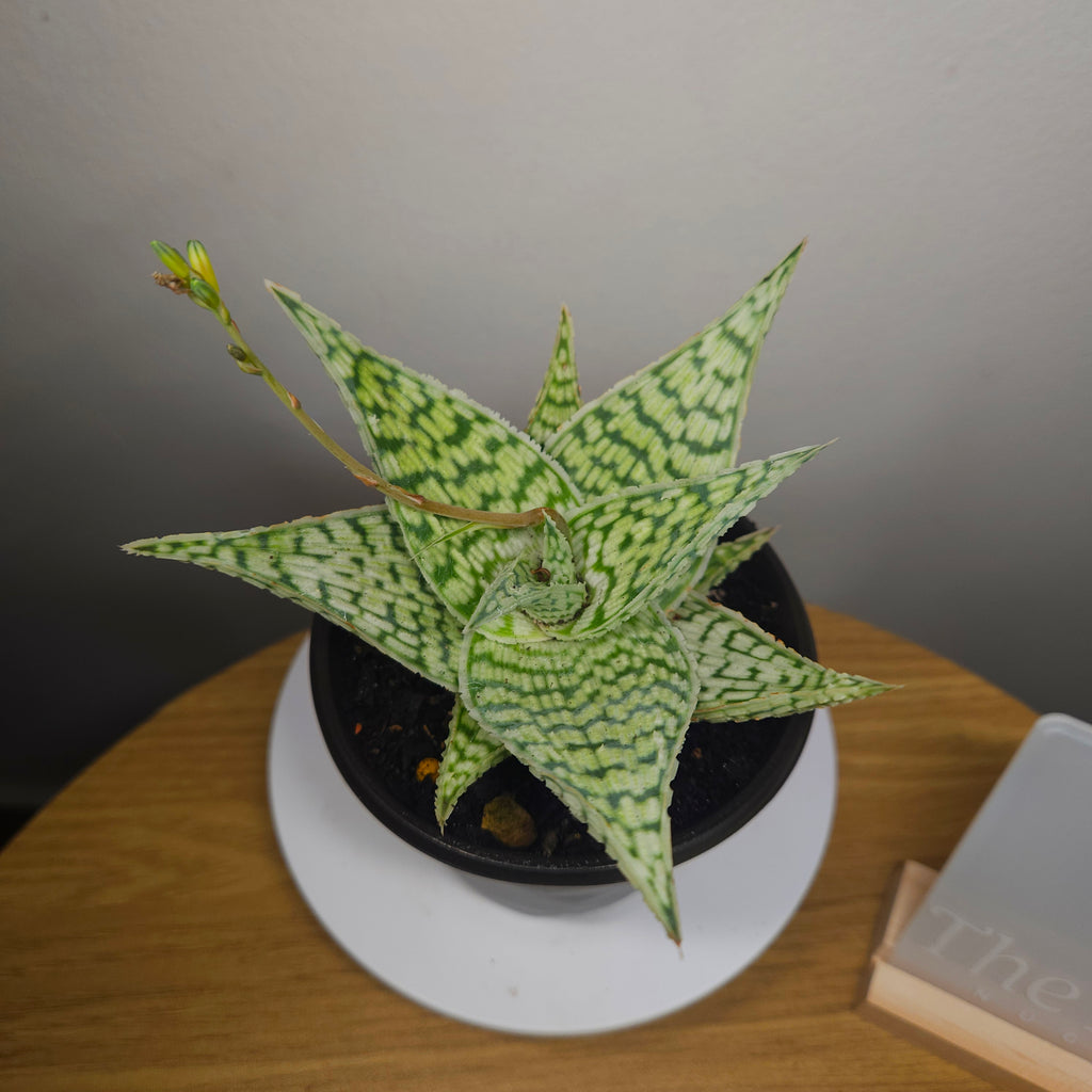 Aloe