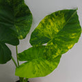 Alocasia Macrorrhizos Aurea Variegata