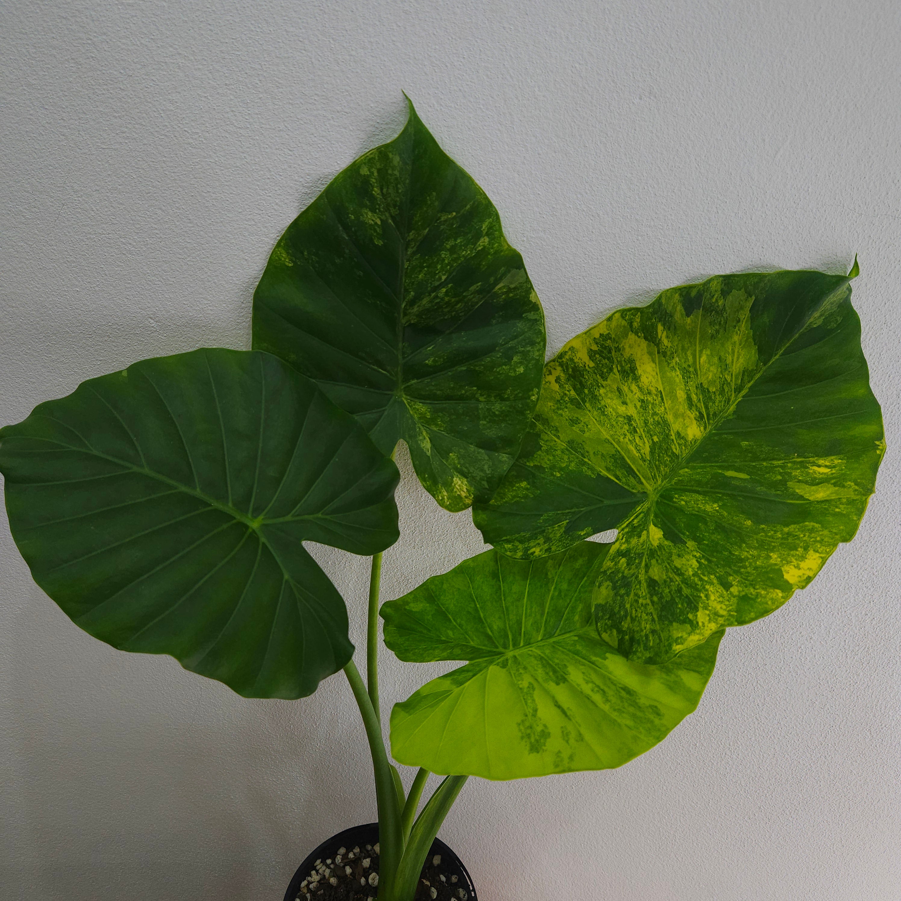 Alocasia Macrorrhizos Aurea Variegata
