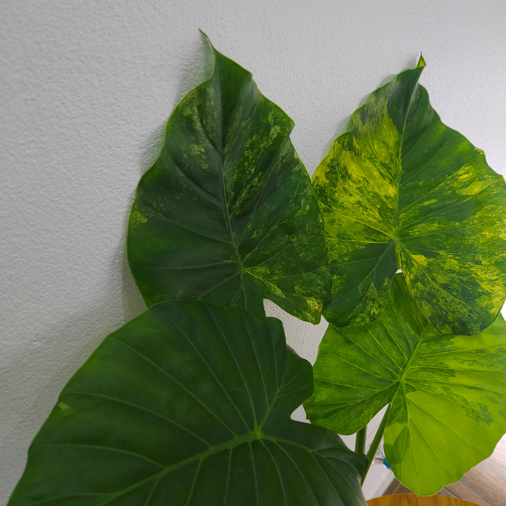 Alocasia Macrorrhizos Aurea Variegata