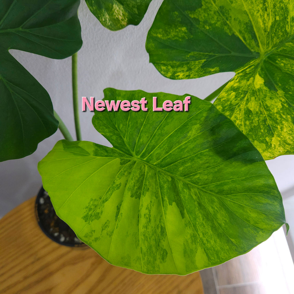 Alocasia Macrorrhizos Aurea Variegata