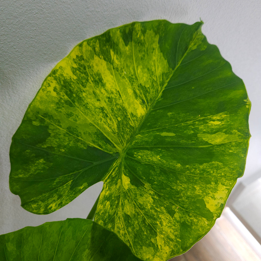 Alocasia Macrorrhizos Aurea Variegata