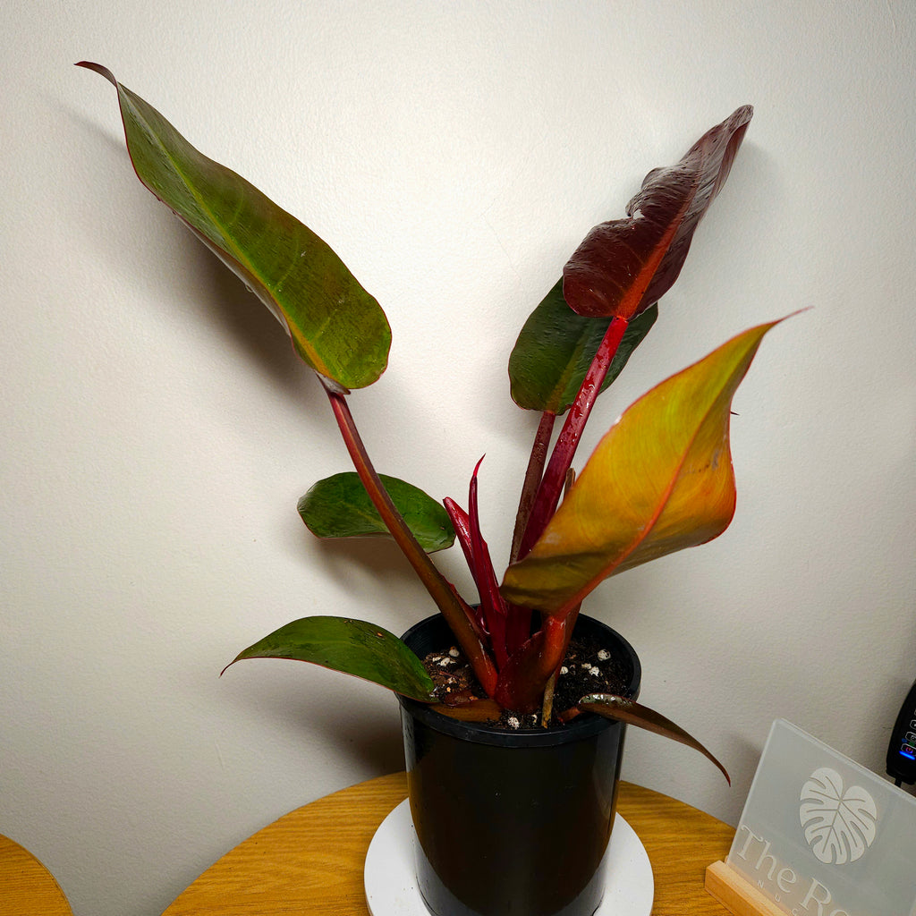 Rare Philodendron Sun Red – Established Indoor Plant | Red New Growth | Aroid
