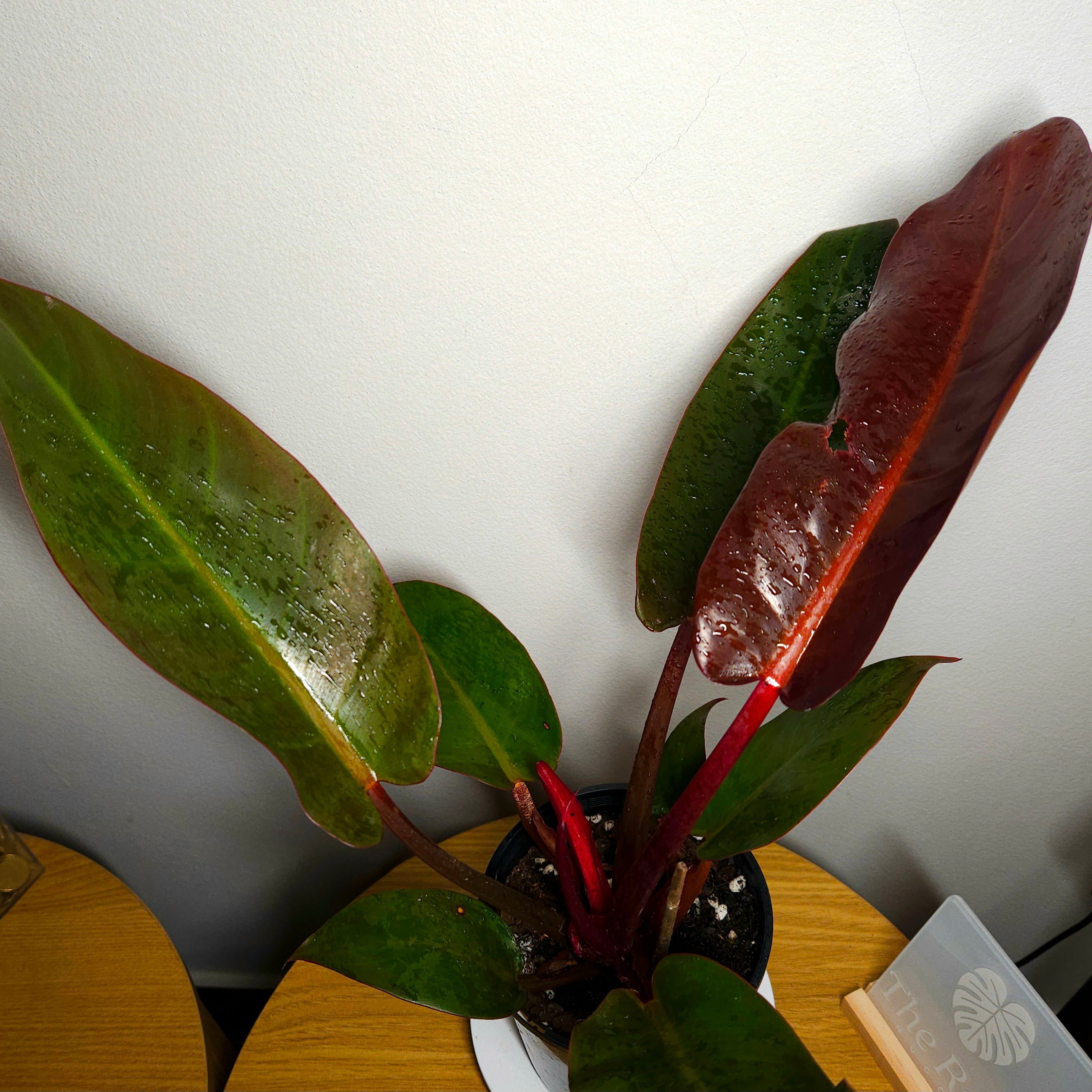 Rare Philodendron Sun Red – Established Indoor Plant | Red New Growth | Aroid