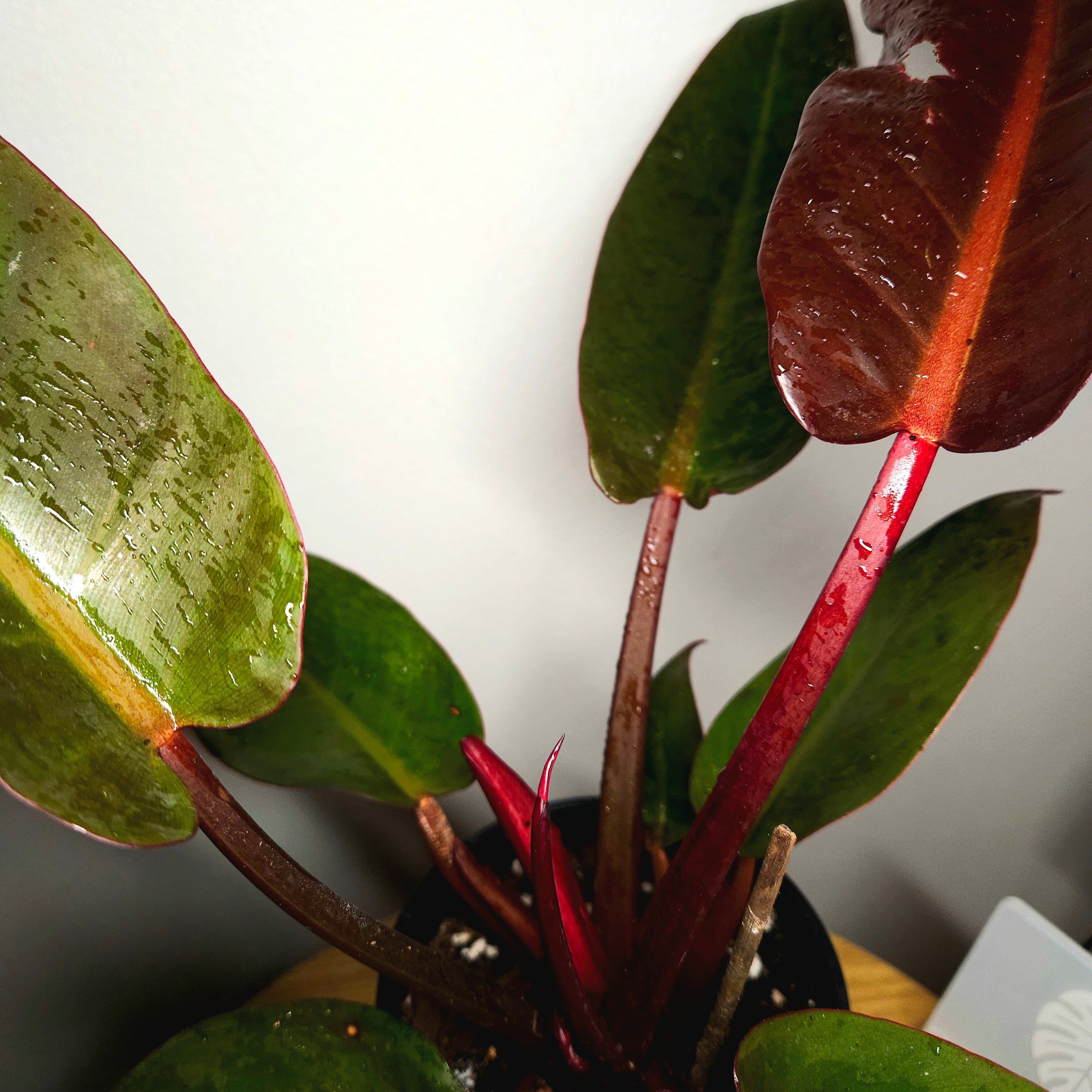 Rare Philodendron Sun Red – Established Indoor Plant | Red New Growth | Aroid