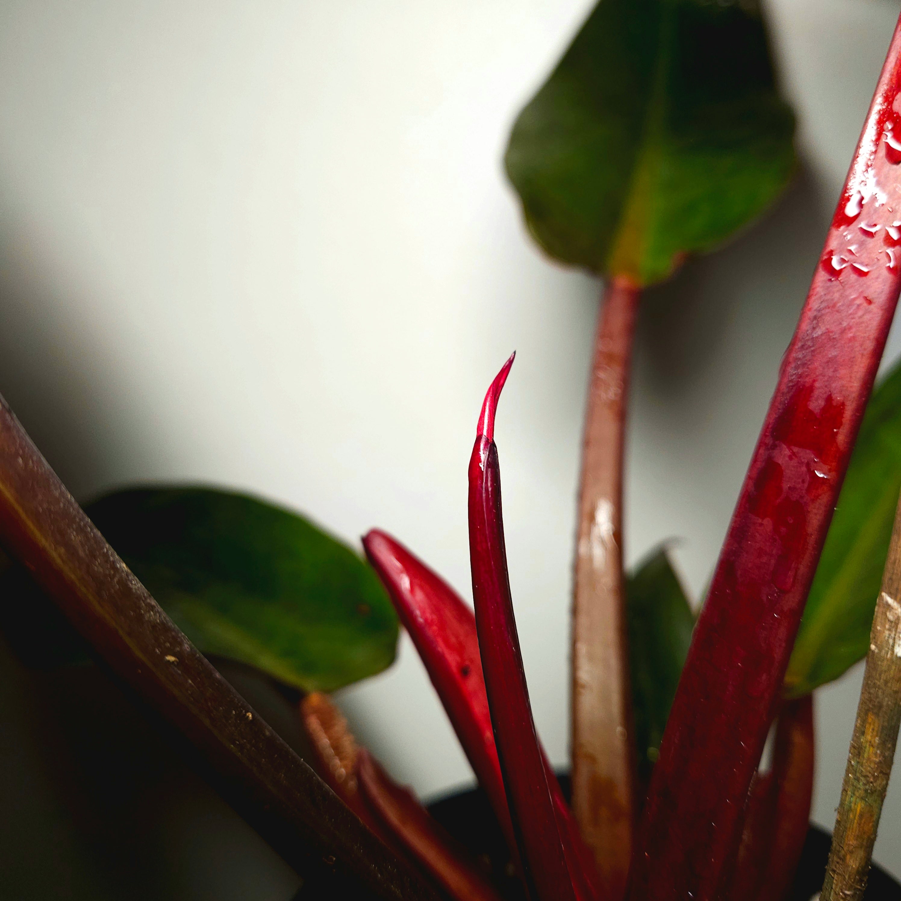Rare Philodendron Sun Red – Established Indoor Plant | Red New Growth | Aroid