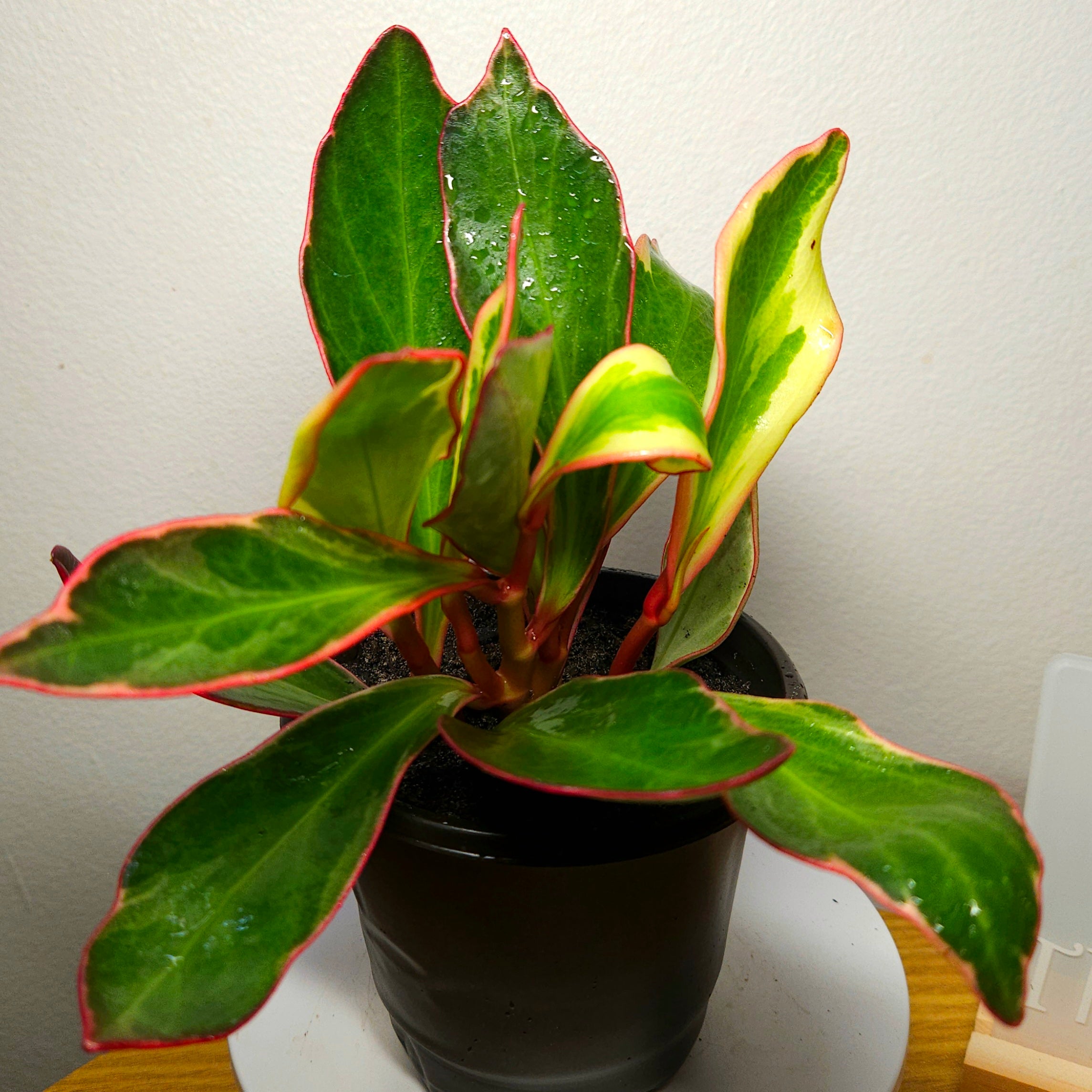 Rare Peperomia Tricolor Variegated – Established Colourful Indoor Plant