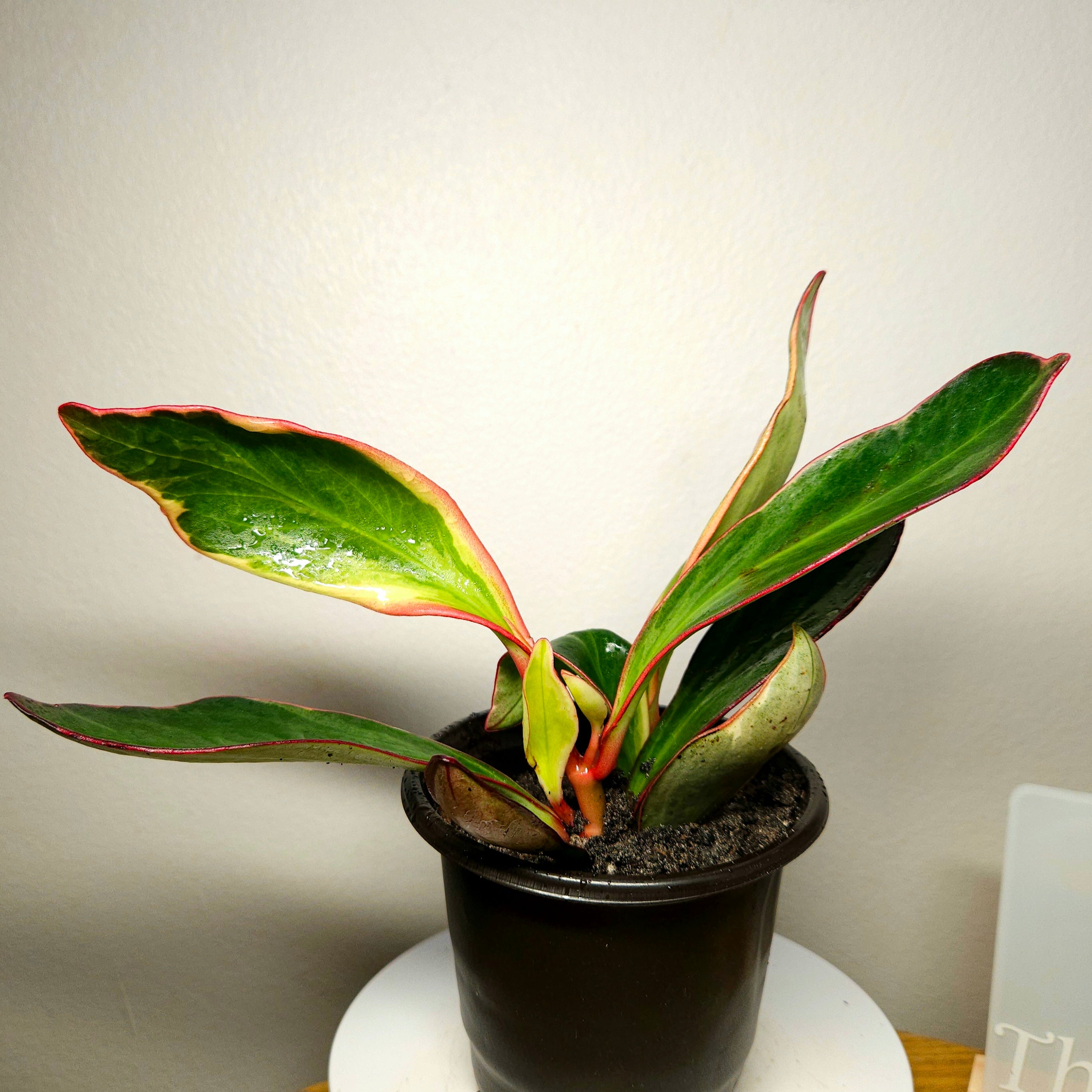 Rare Peperomia Tricolor Variegated – Established Colourful Indoor Plant
