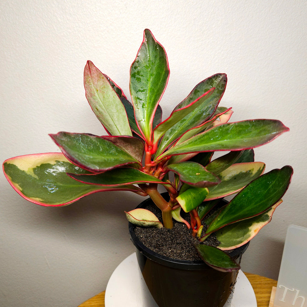Rare Peperomia Tricolor Variegated – Established Colourful Indoor Plant