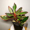 Rare Peperomia Tricolor Variegated – Established Colourful Indoor Plant