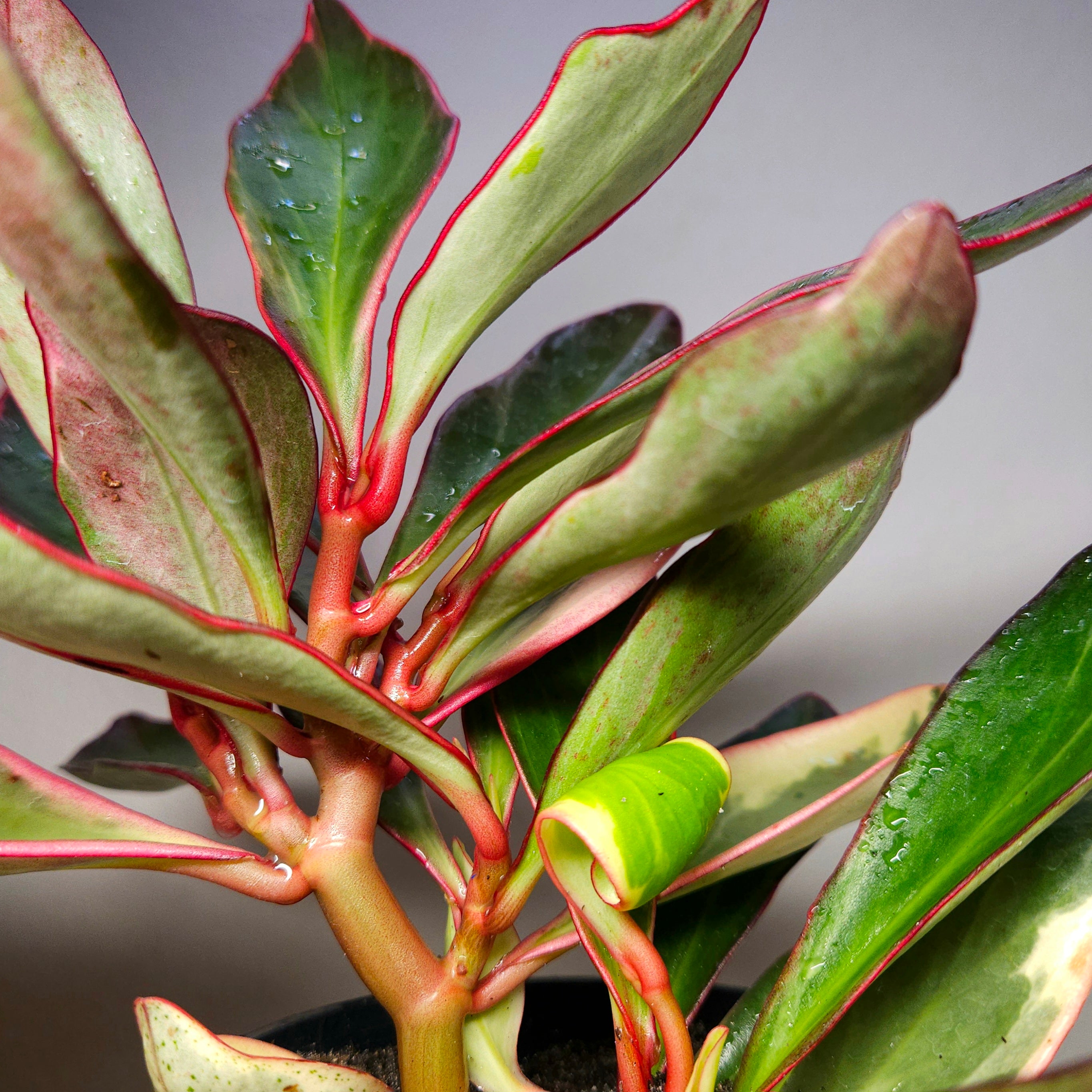 Rare Peperomia Tricolor Variegated – Established Colourful Indoor Plant