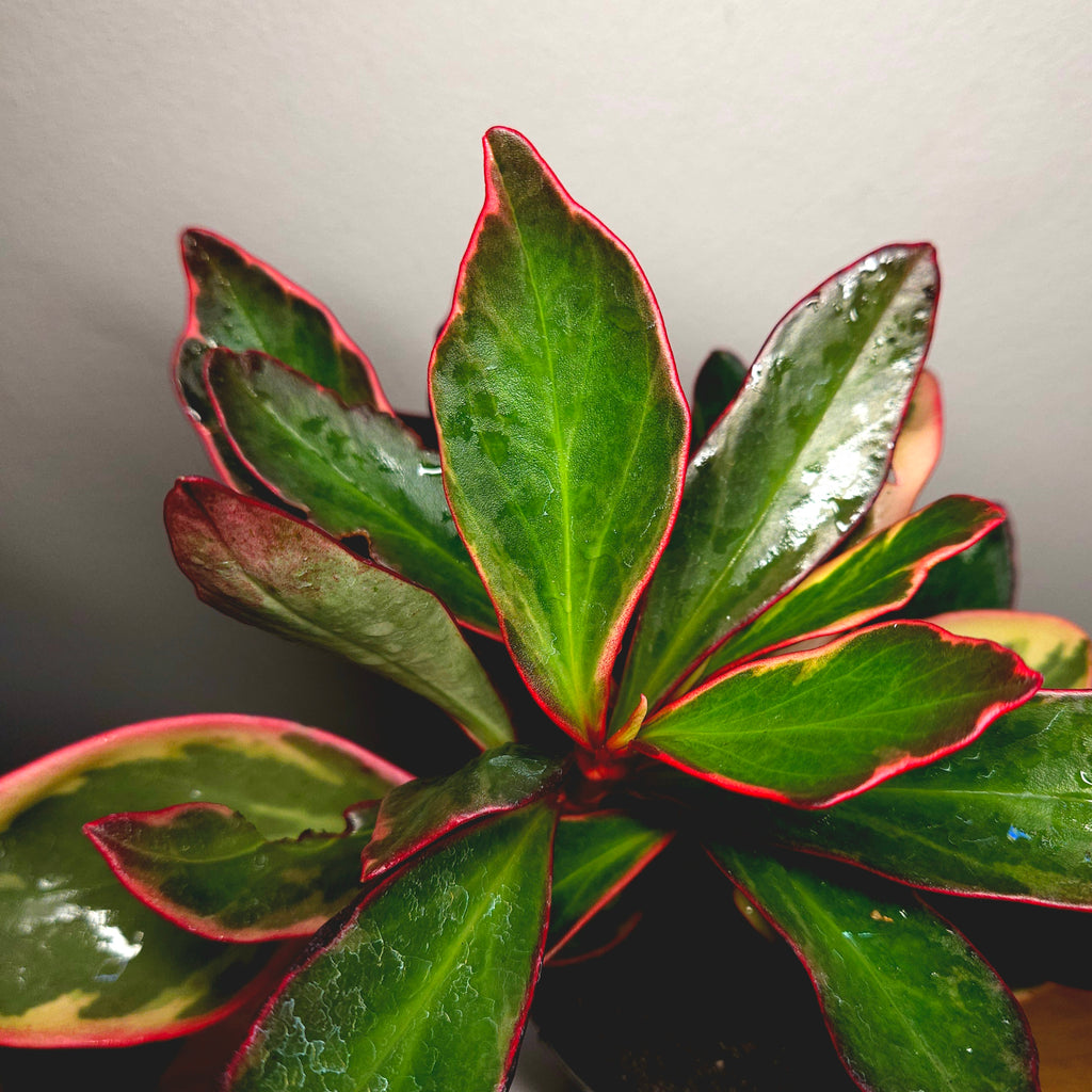 Rare Peperomia Tricolor Variegated – Established Colourful Indoor Plant