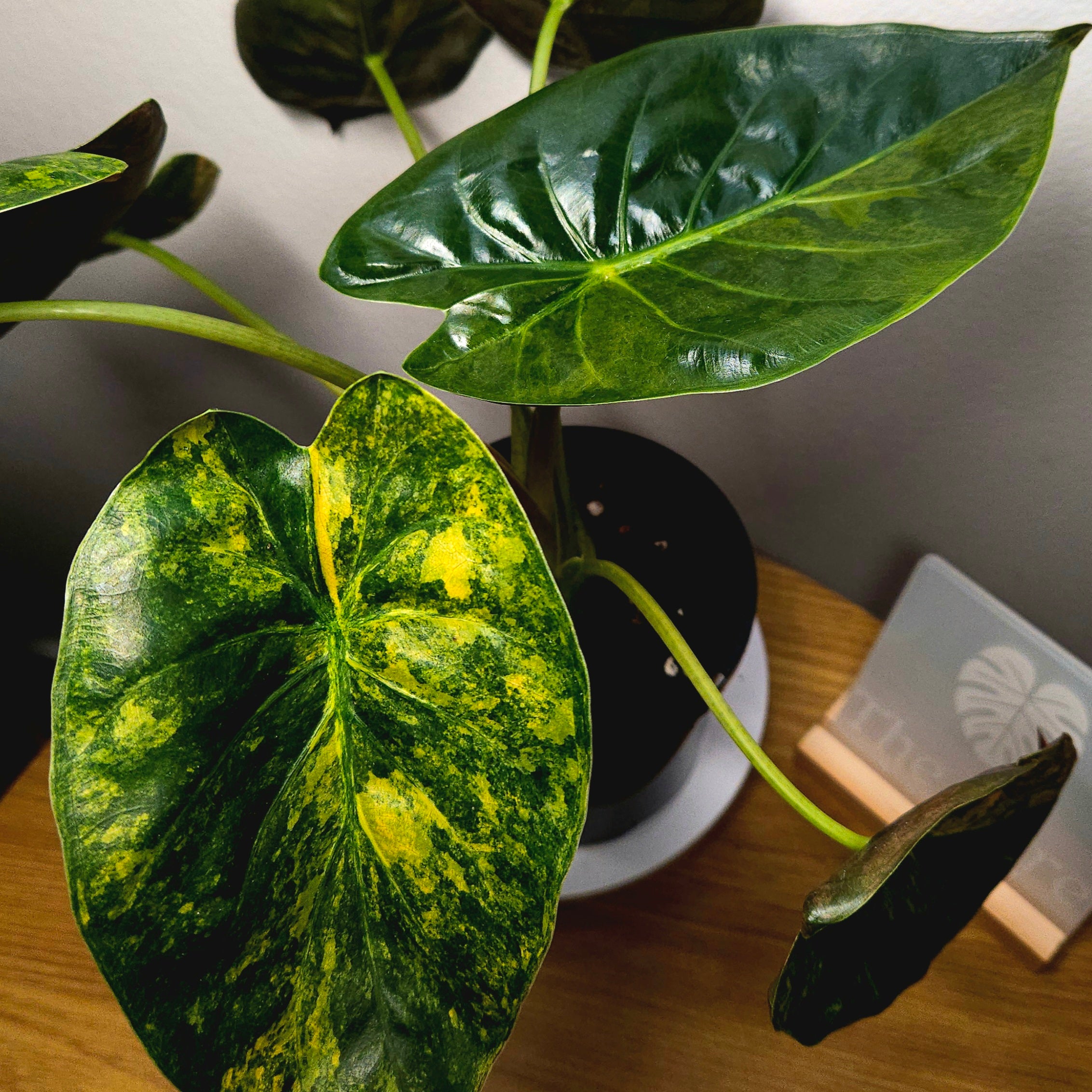Rare Alocasia Wentii Aurea Variegata – Established Large Collector Plant