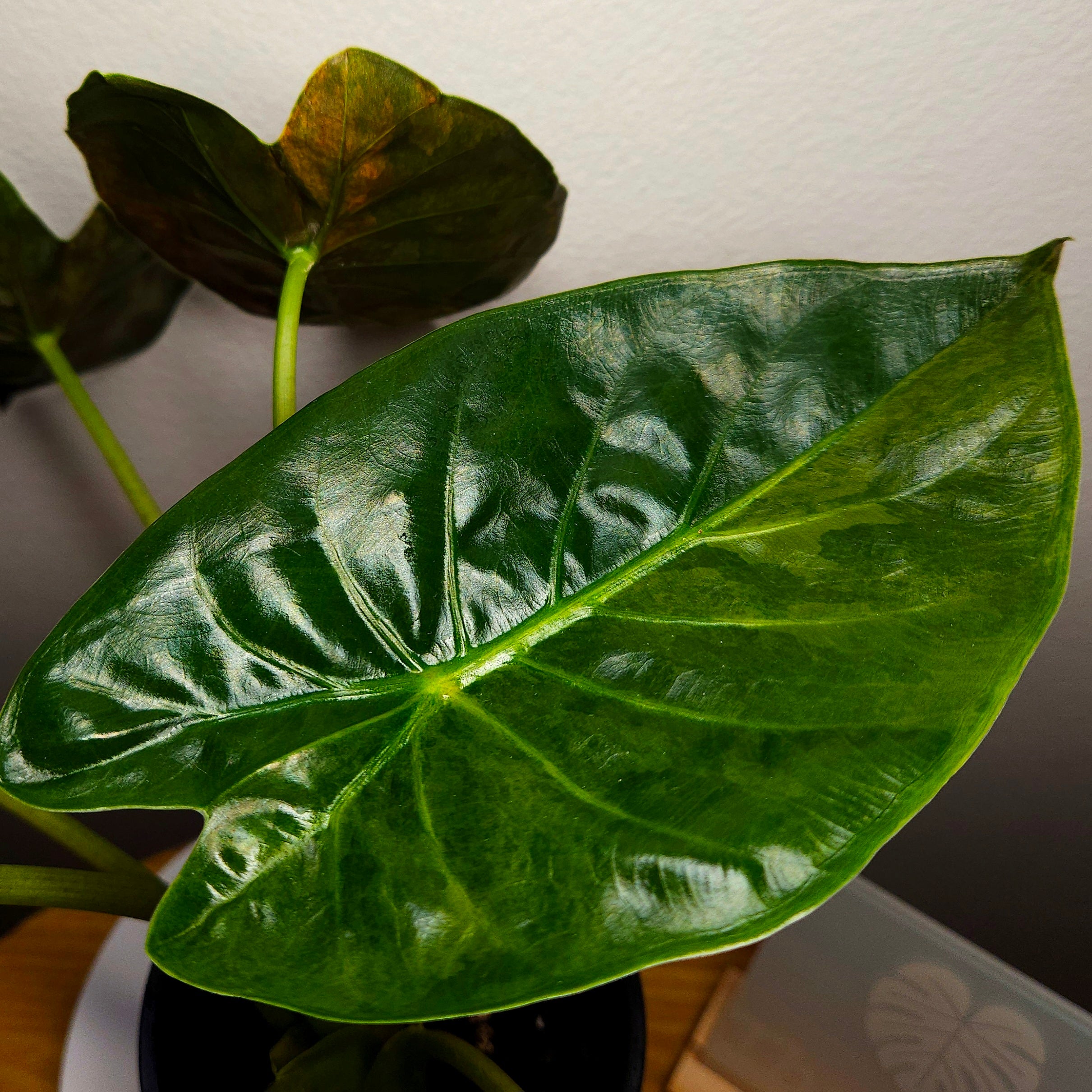 Rare Alocasia Wentii Aurea Variegata – Established Large Collector Plant