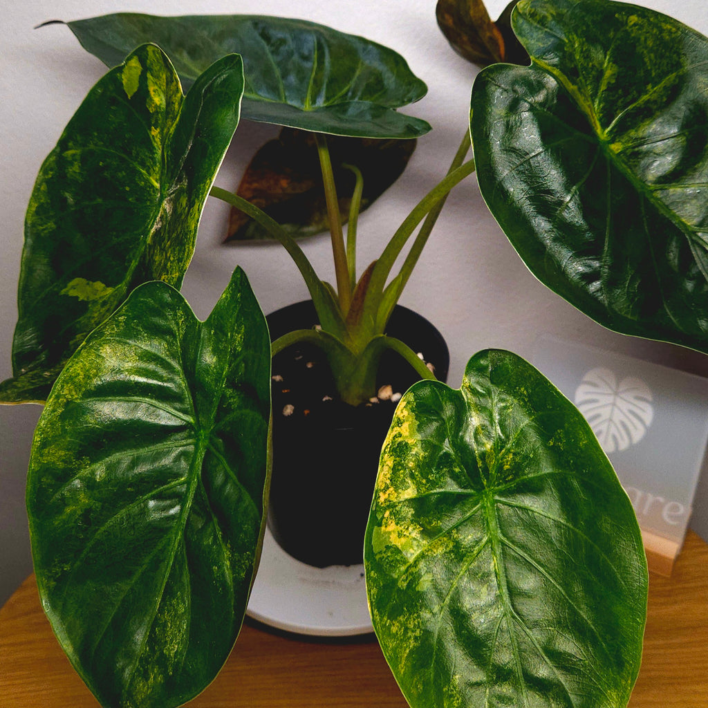 Rare Alocasia Wentii Aurea Variegata – Established Large Collector Plant