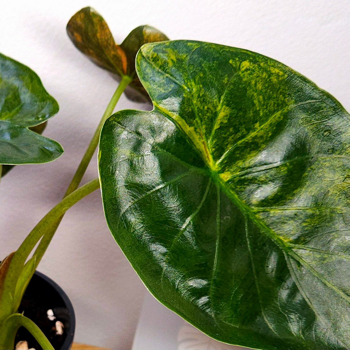 Rare Alocasia Wentii Aurea Variegata – Established Large Collector Plant