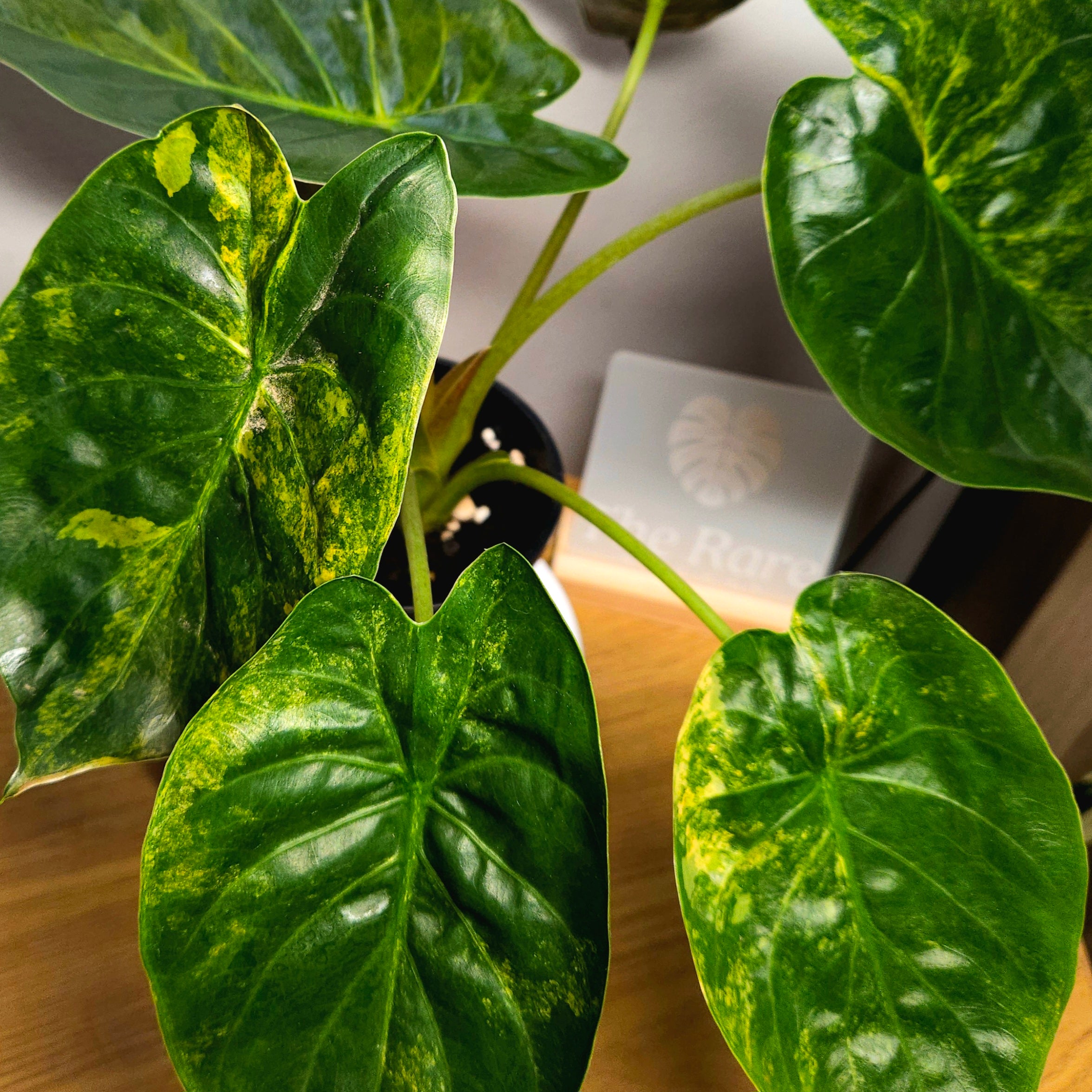Rare Alocasia Wentii Aurea Variegata – Established Large Collector Plant