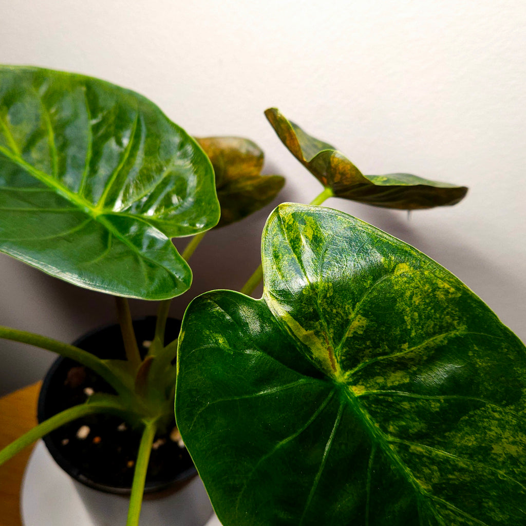 Rare Alocasia Wentii Aurea Variegata – Established Large Collector Plant