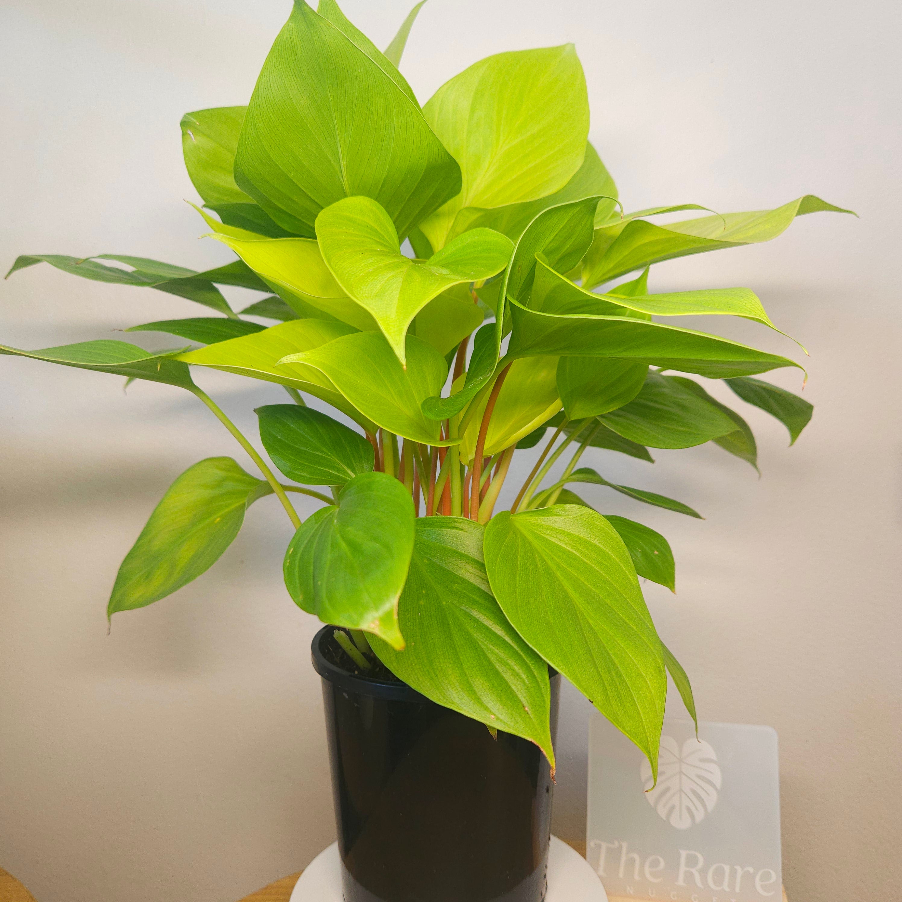 Lemon Lime Homalomena