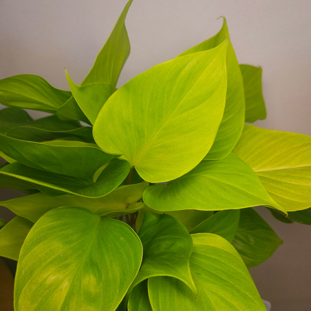Lemon Lime Homalomena