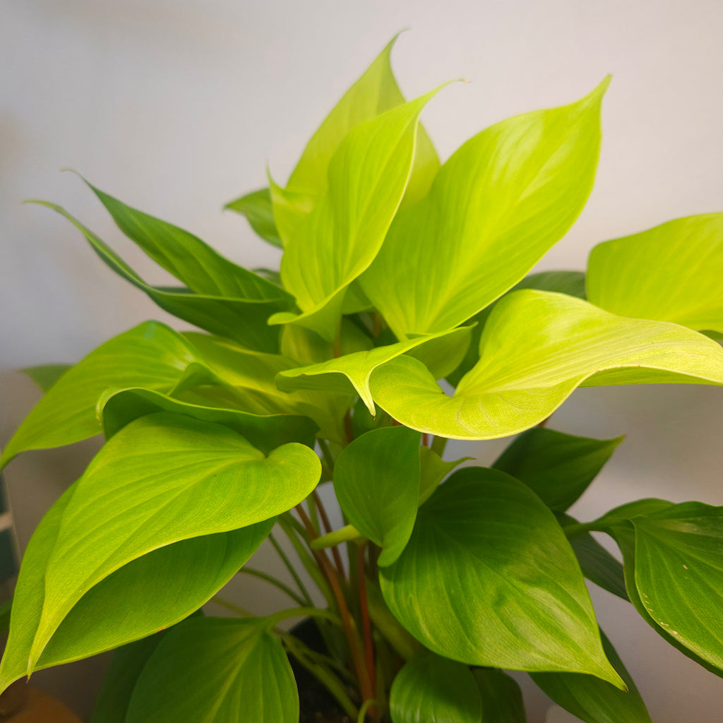 Lemon Lime Homalomena