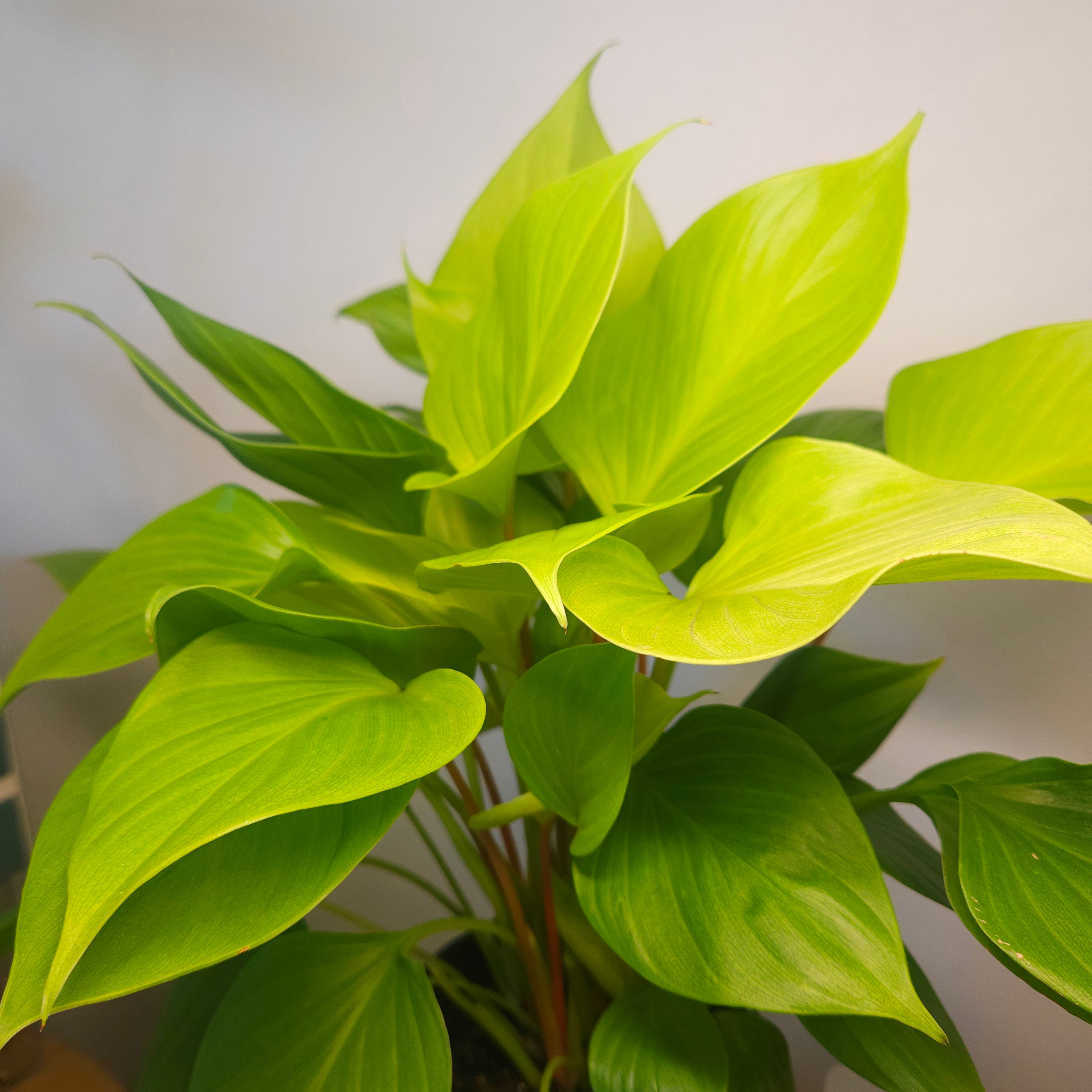 Lemon Lime Homalomena
