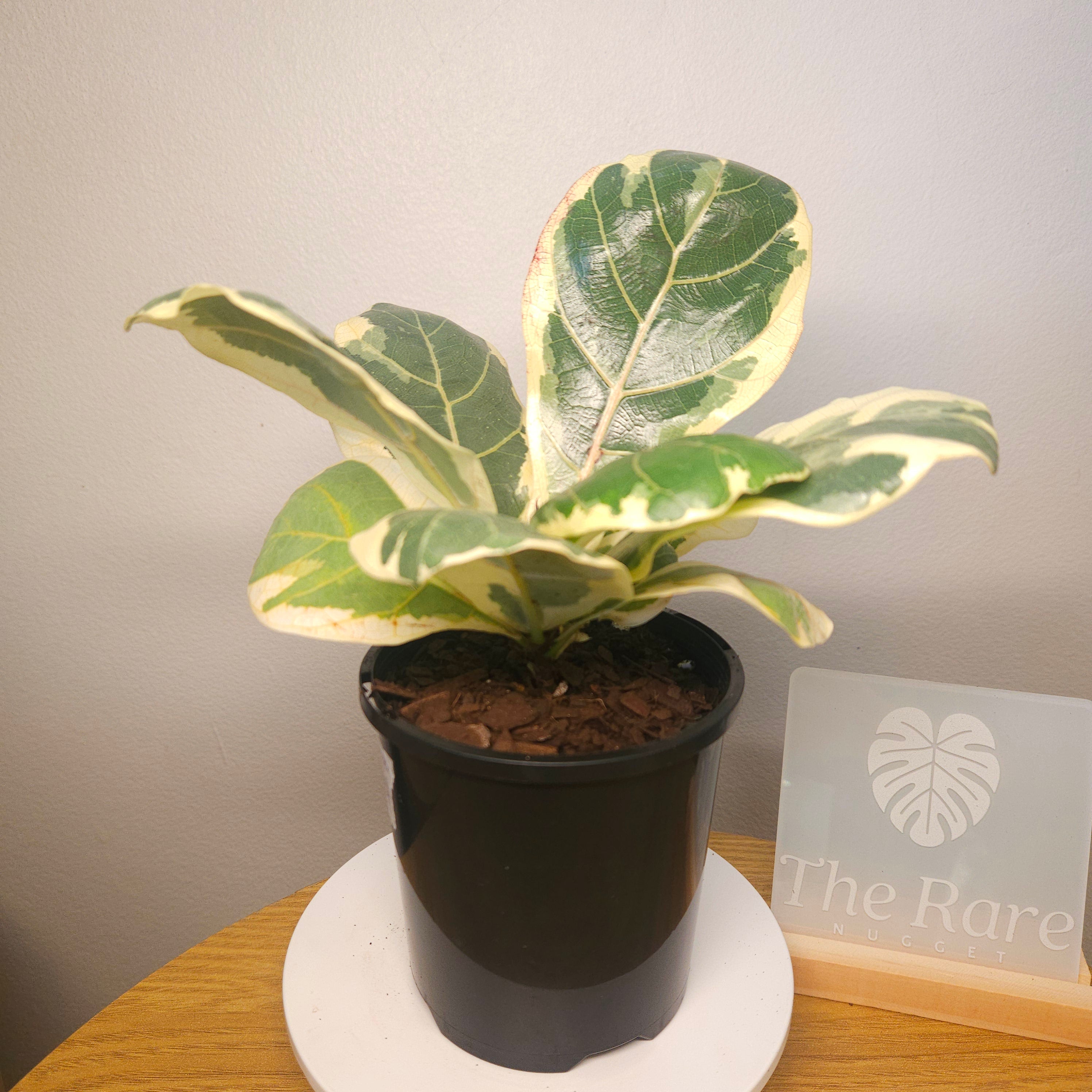 Variegated Ficus Lyrata