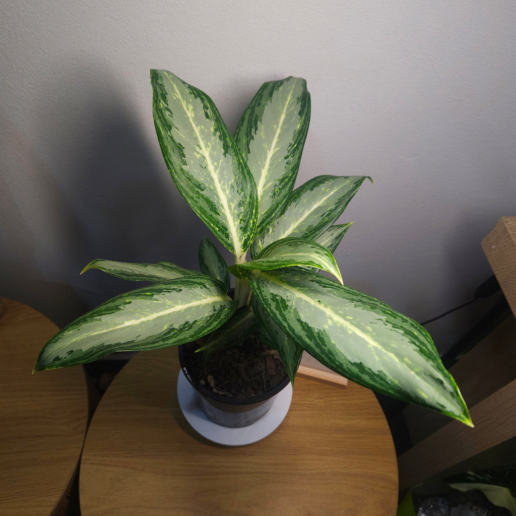 Aglaonema Silver Bay – Rare Variegated Indoor Aroid