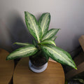 Aglaonema Silver Bay – Rare Variegated Indoor Aroid