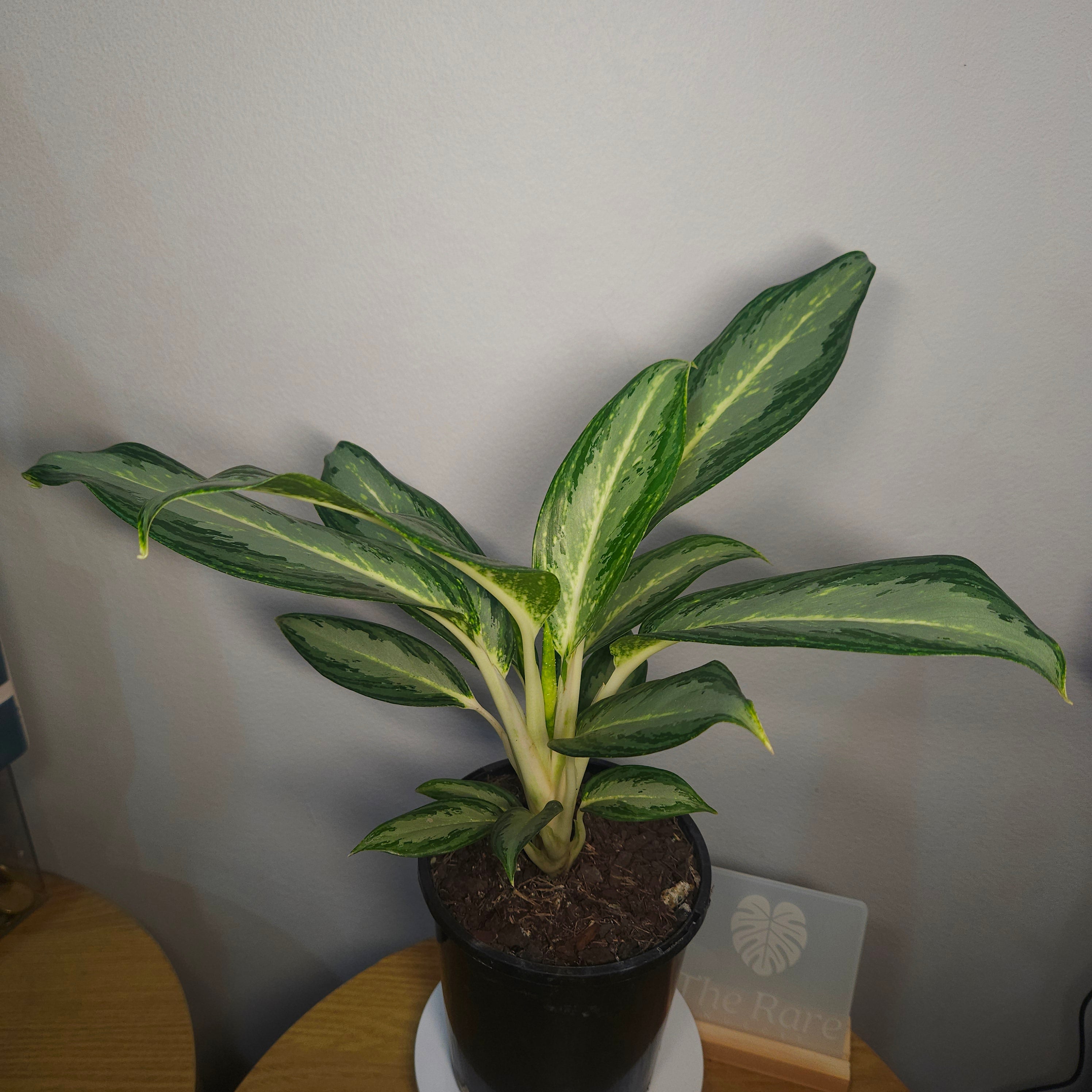 Aglaonema Silver Bay – Rare Variegated Indoor Aroid