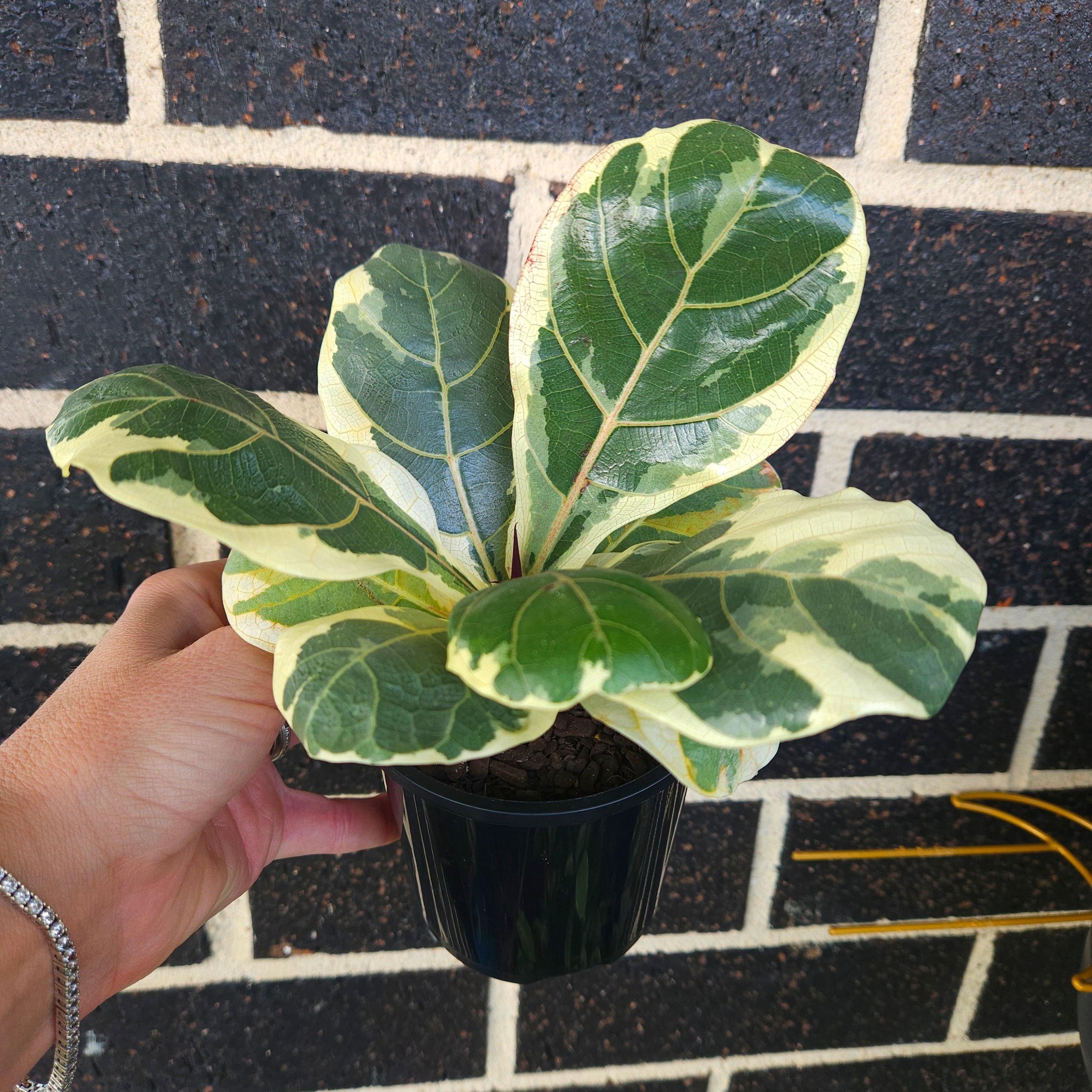 Variegated Ficus Lyrata