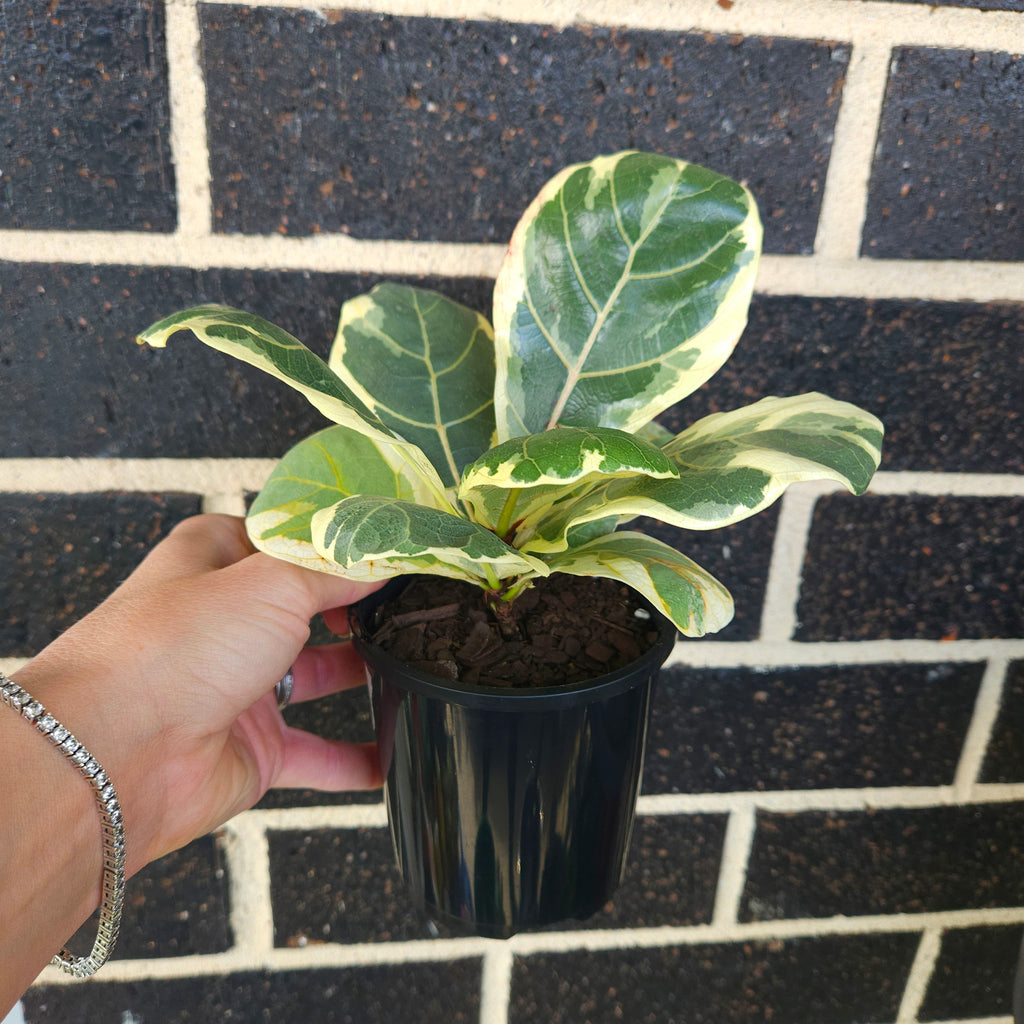 Variegated Ficus Lyrata