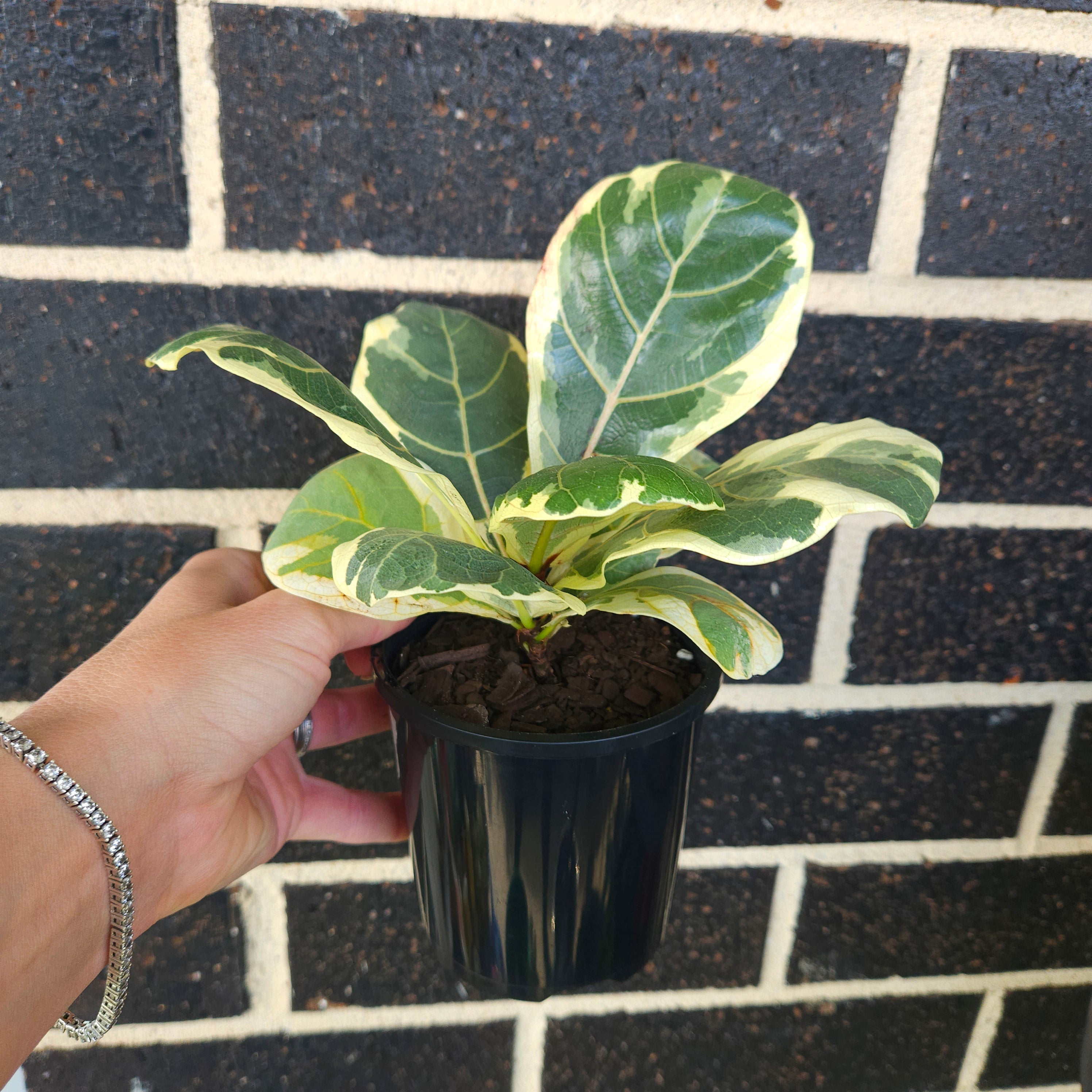 Variegated Ficus Lyrata