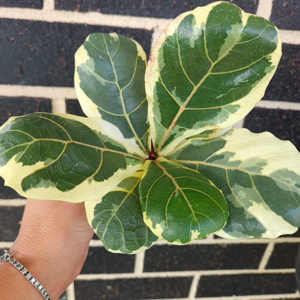 Variegated Ficus Lyrata