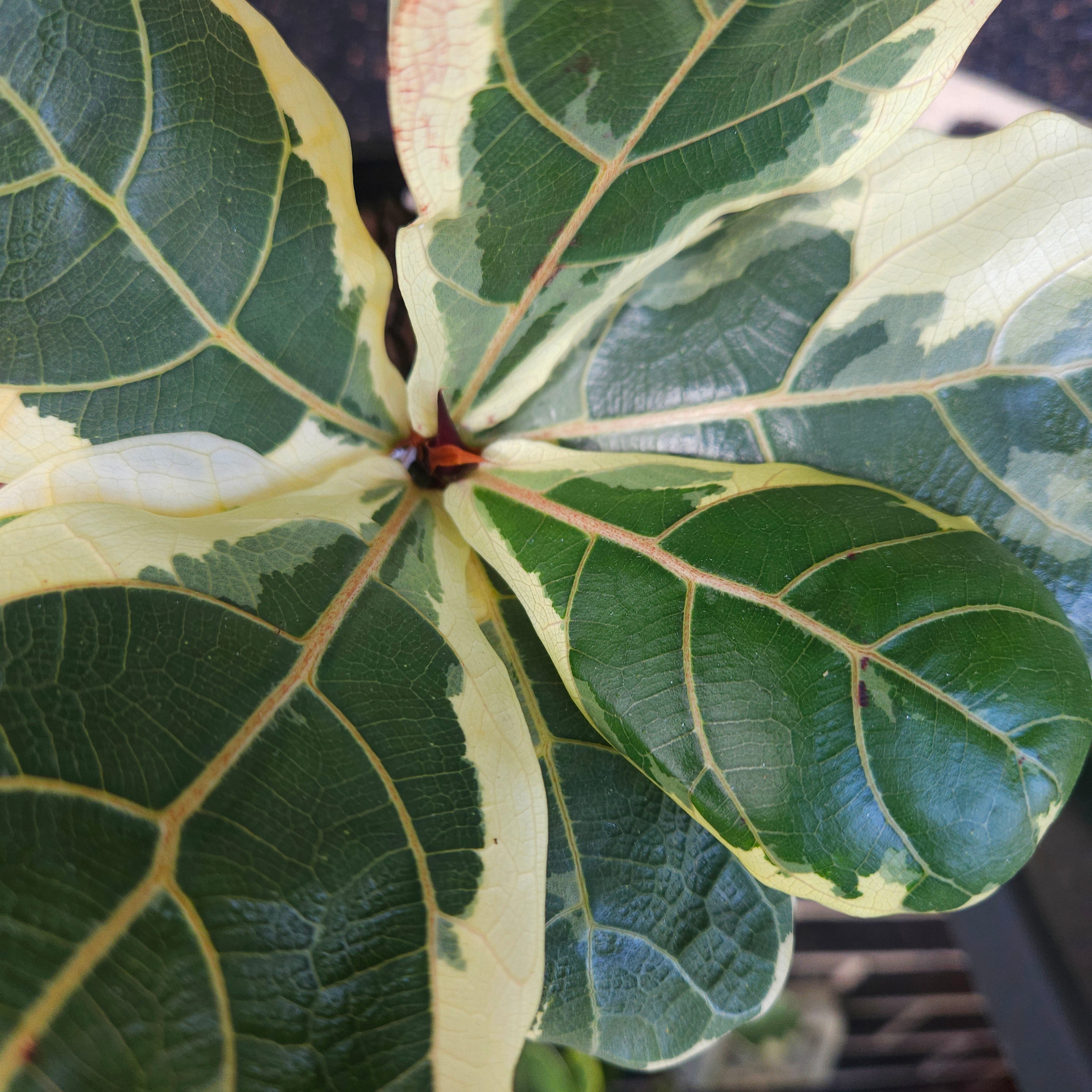 Variegated Ficus Lyrata