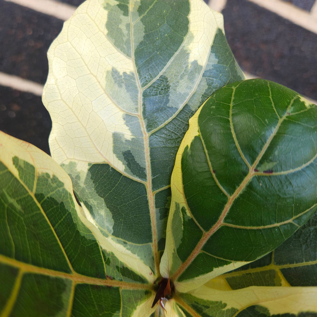 Variegated Ficus Lyrata