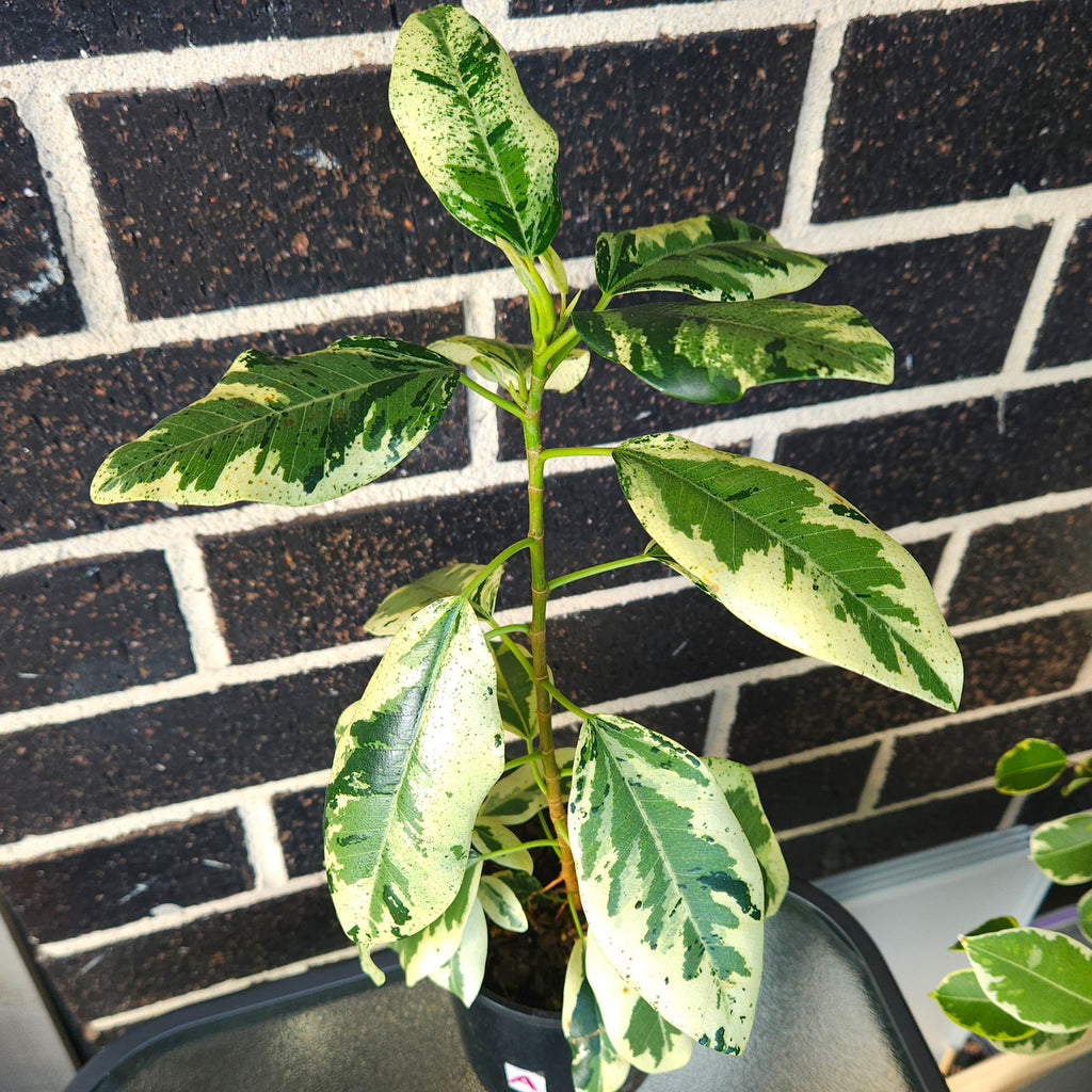 Ficus rubiginosa Variegata – Rare Variegated Port Jackson Fig