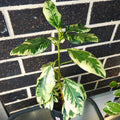Ficus rubiginosa Variegata – Rare Variegated Port Jackson Fig