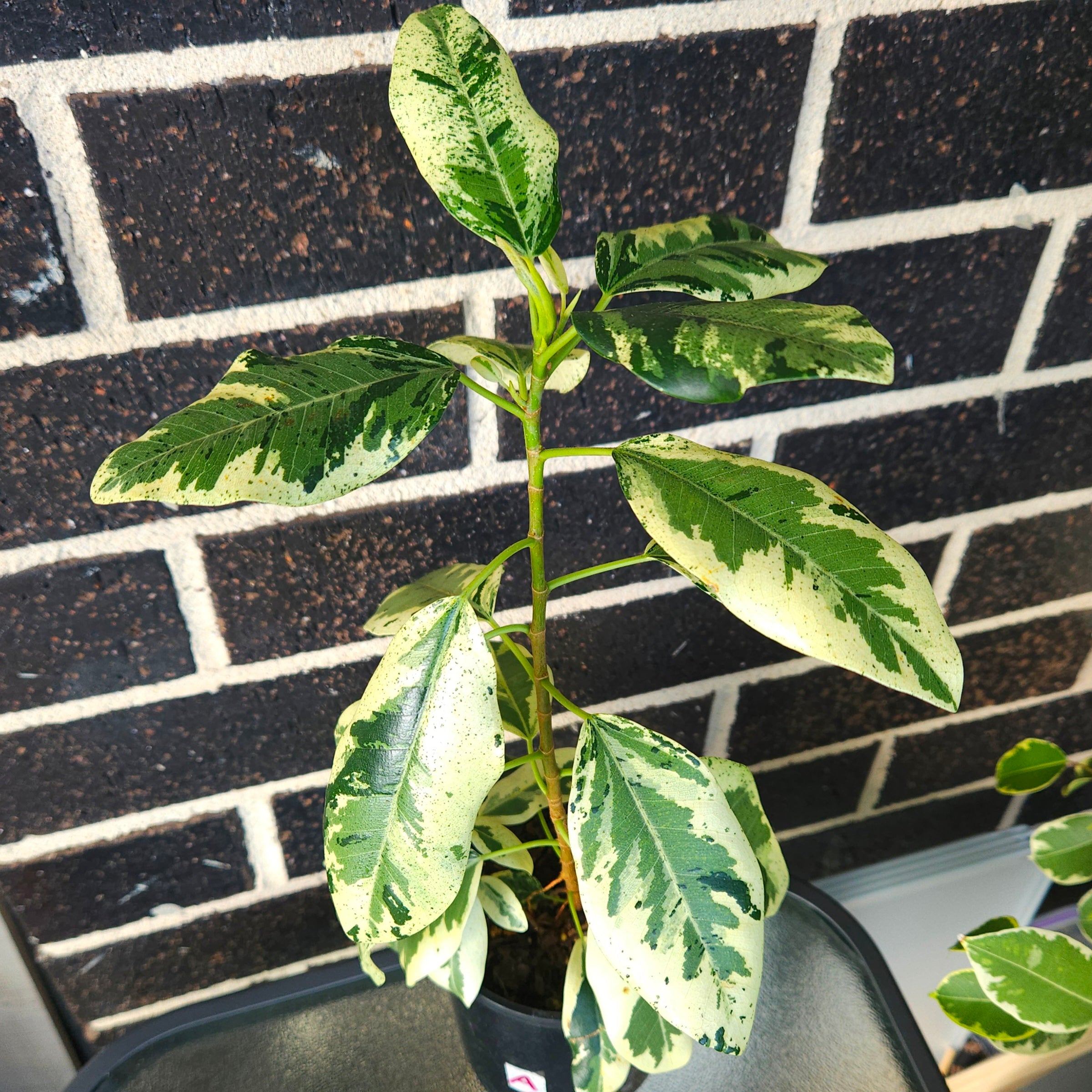 Ficus rubiginosa Variegata – Rare Variegated Port Jackson Fig