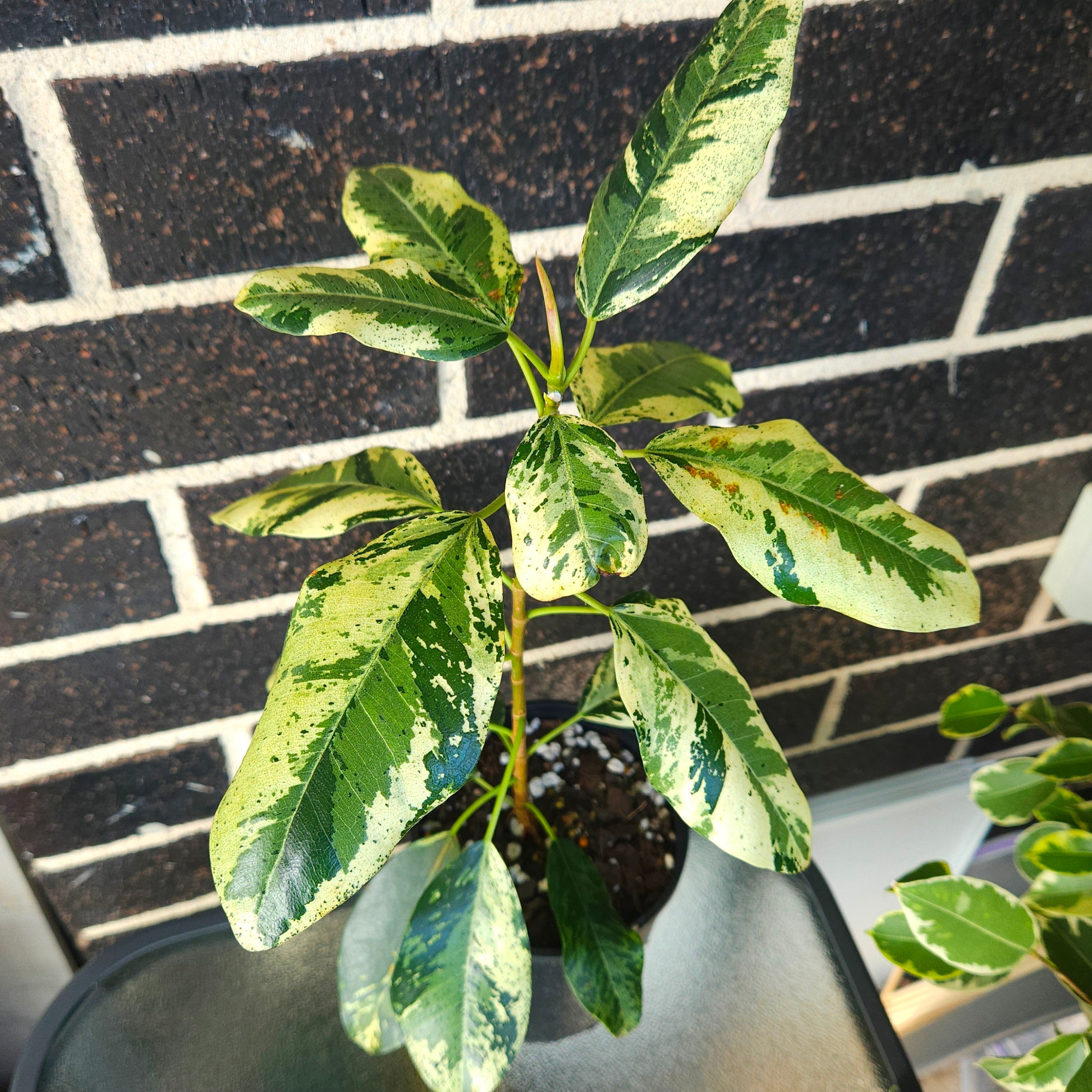 Ficus rubiginosa Variegata – Rare Variegated Port Jackson Fig