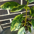 Ficus rubiginosa Variegata – Rare Variegated Port Jackson Fig