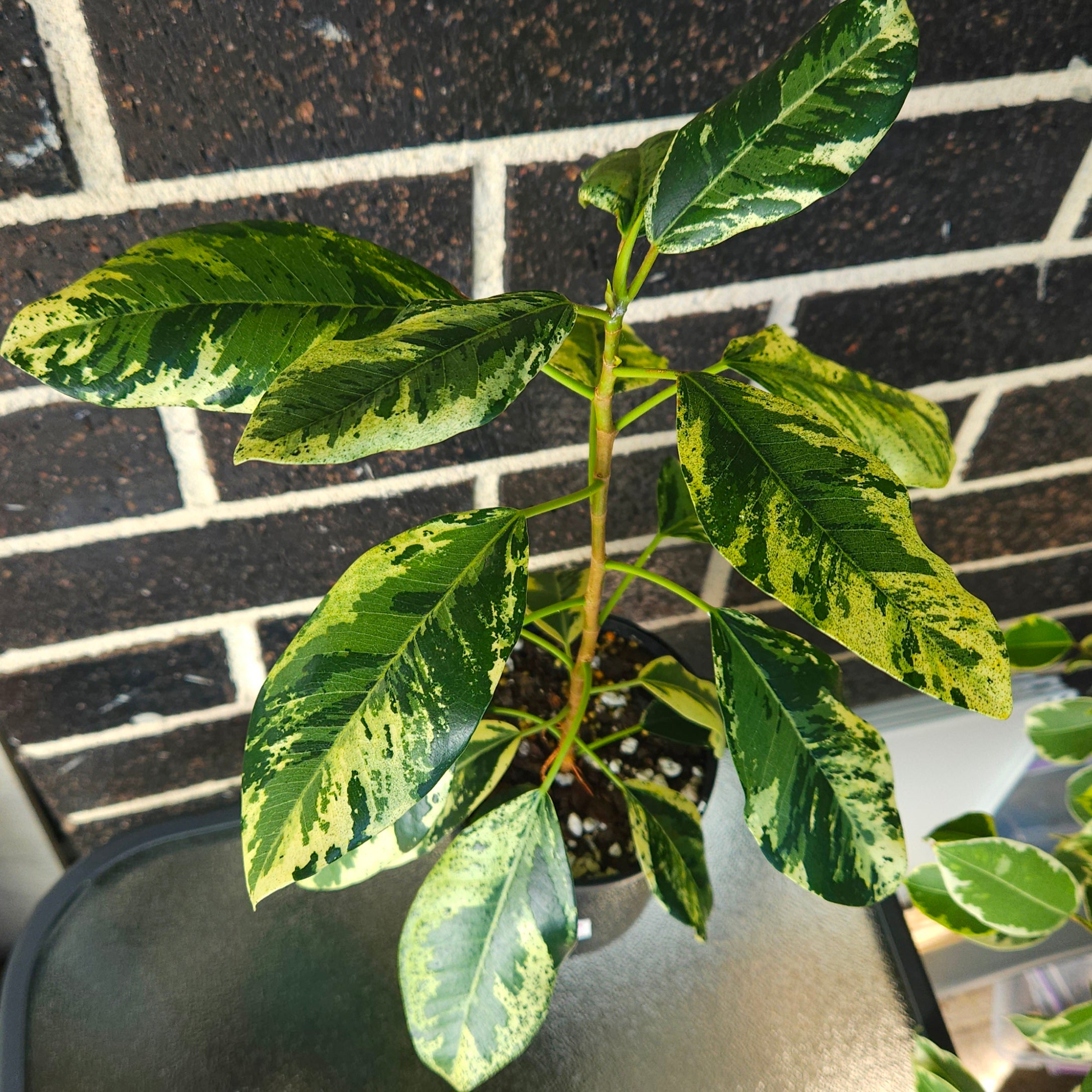 Ficus rubiginosa Variegata – Rare Variegated Port Jackson Fig