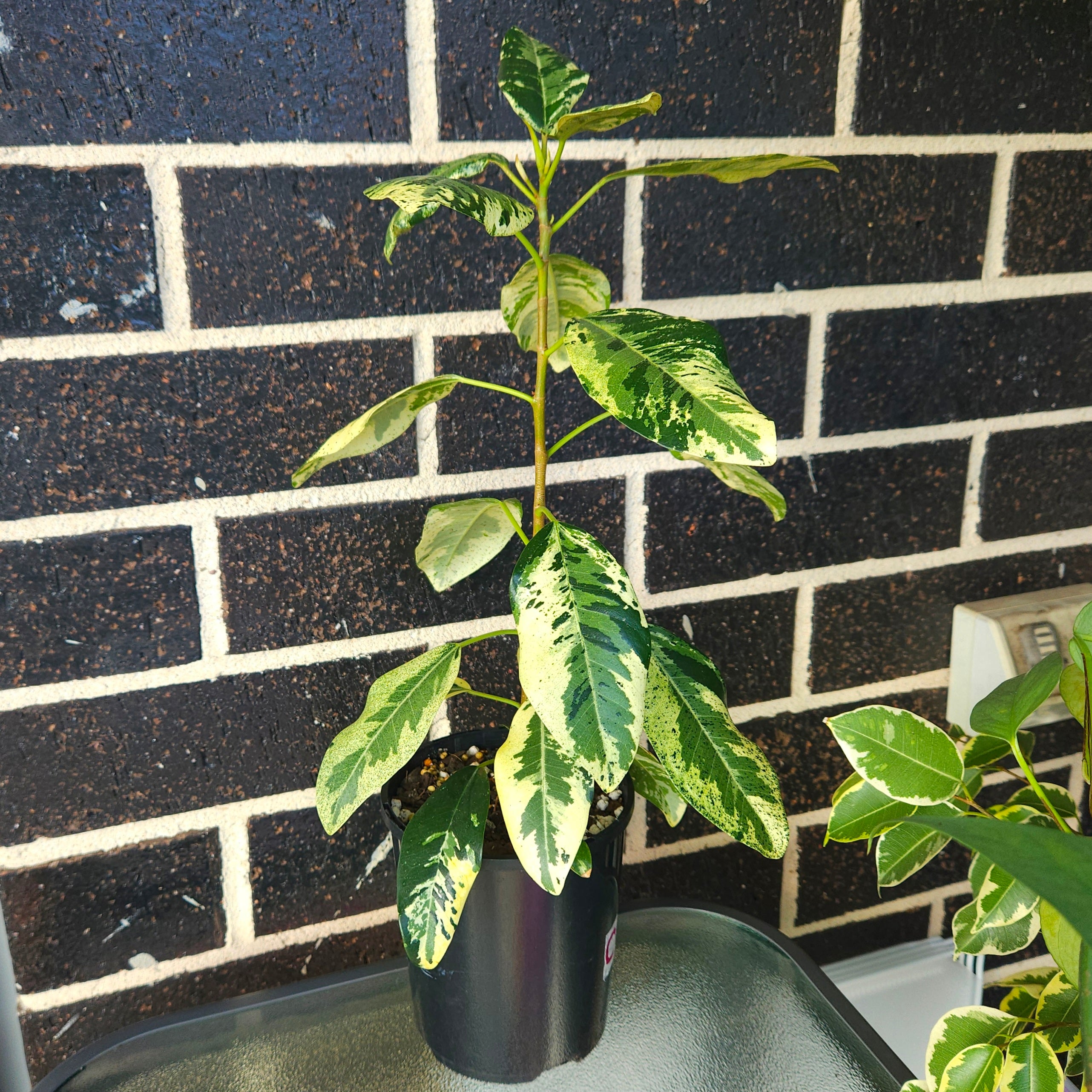 Ficus rubiginosa Variegata – Rare Variegated Port Jackson Fig