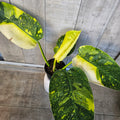 RARE Philodendron Green Congo Nuclear Aurea Variegated | Established Collector Aroid