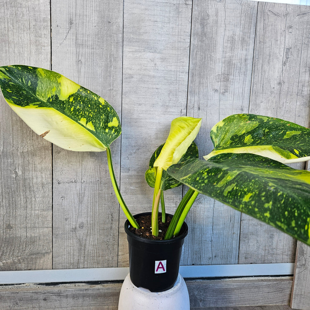 RARE Philodendron Green Congo Nuclear Aurea Variegated | Established Collector Aroid