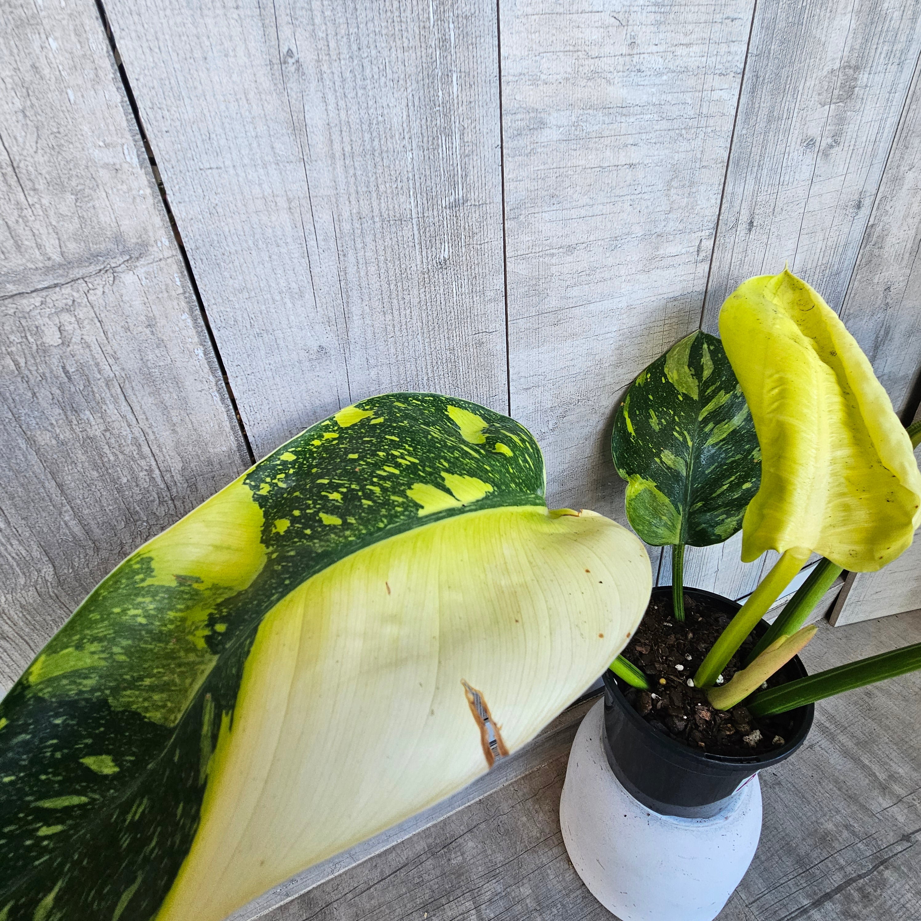 RARE Philodendron Green Congo Nuclear Aurea Variegated | Established Collector Aroid