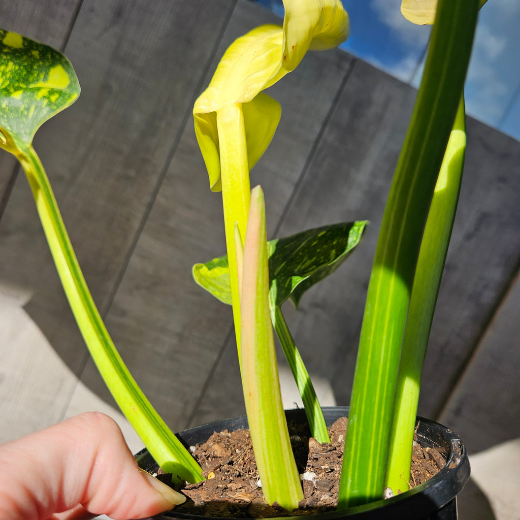 RARE Philodendron Green Congo Nuclear Aurea Variegated | Established Collector Aroid