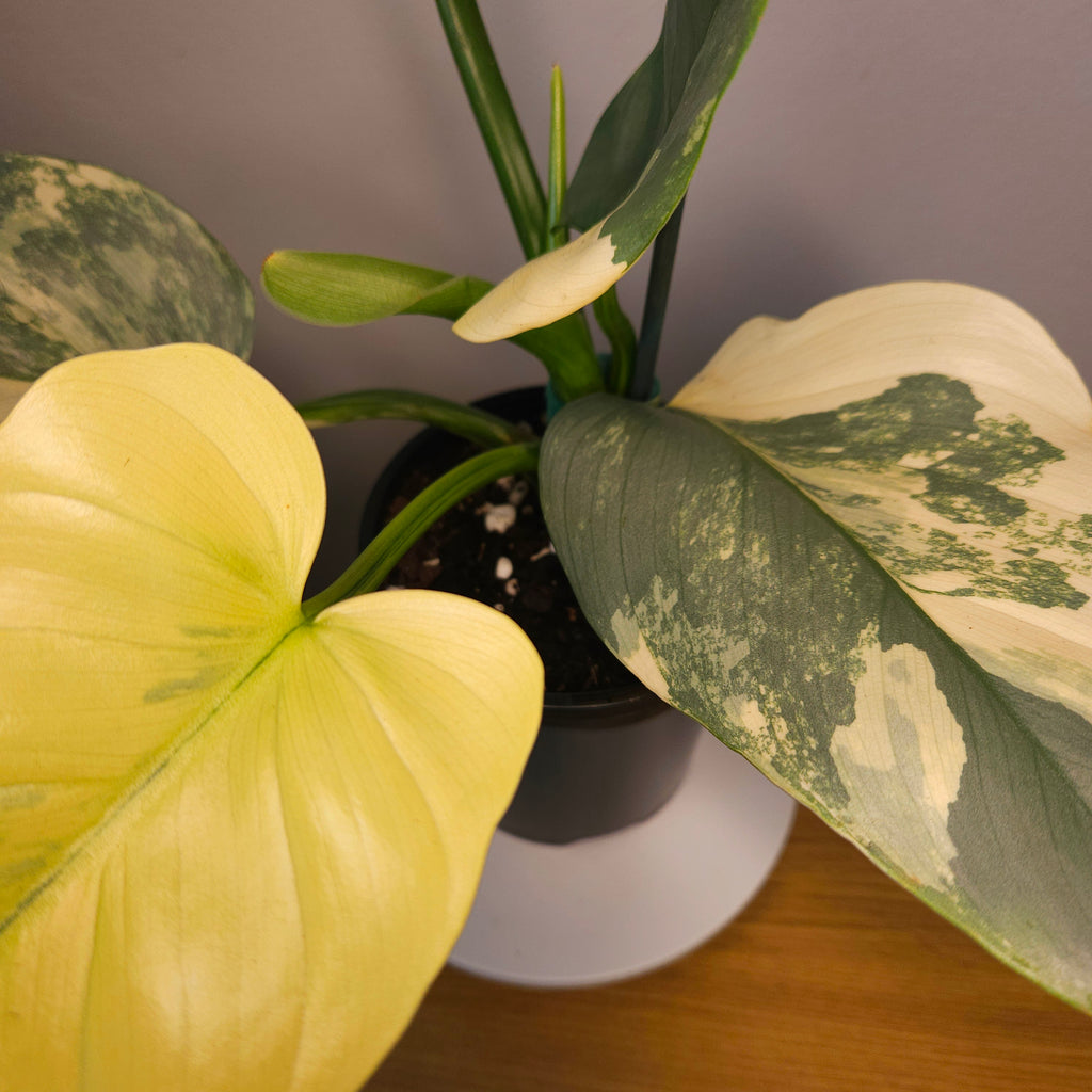 RARE Philodendron Silver Sword Highly Variegated – Advanced Established